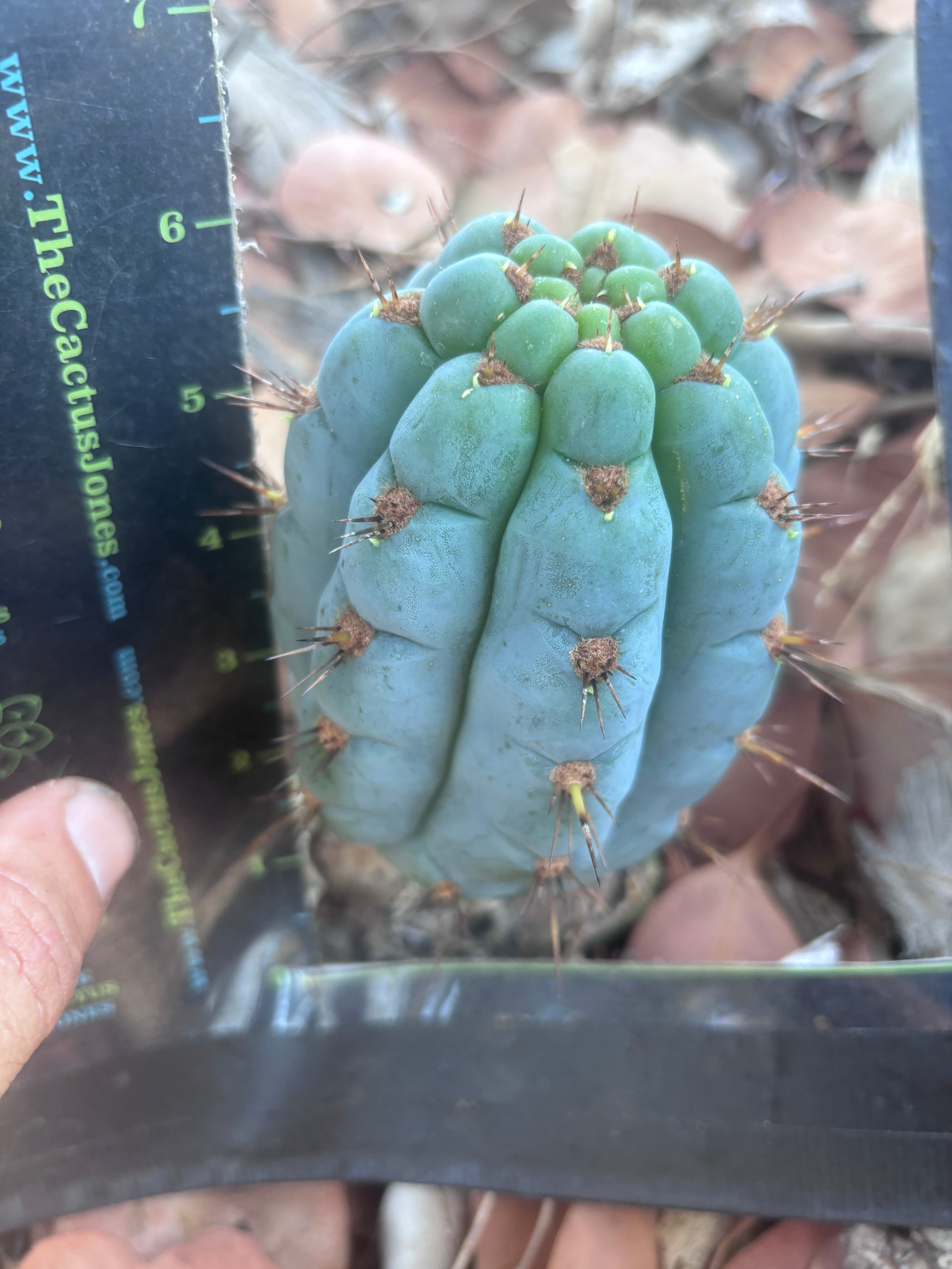 💎👑 Papa Smurf — 6” Grenade