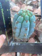 💎👑 Papa Smurf — 6” Grenade