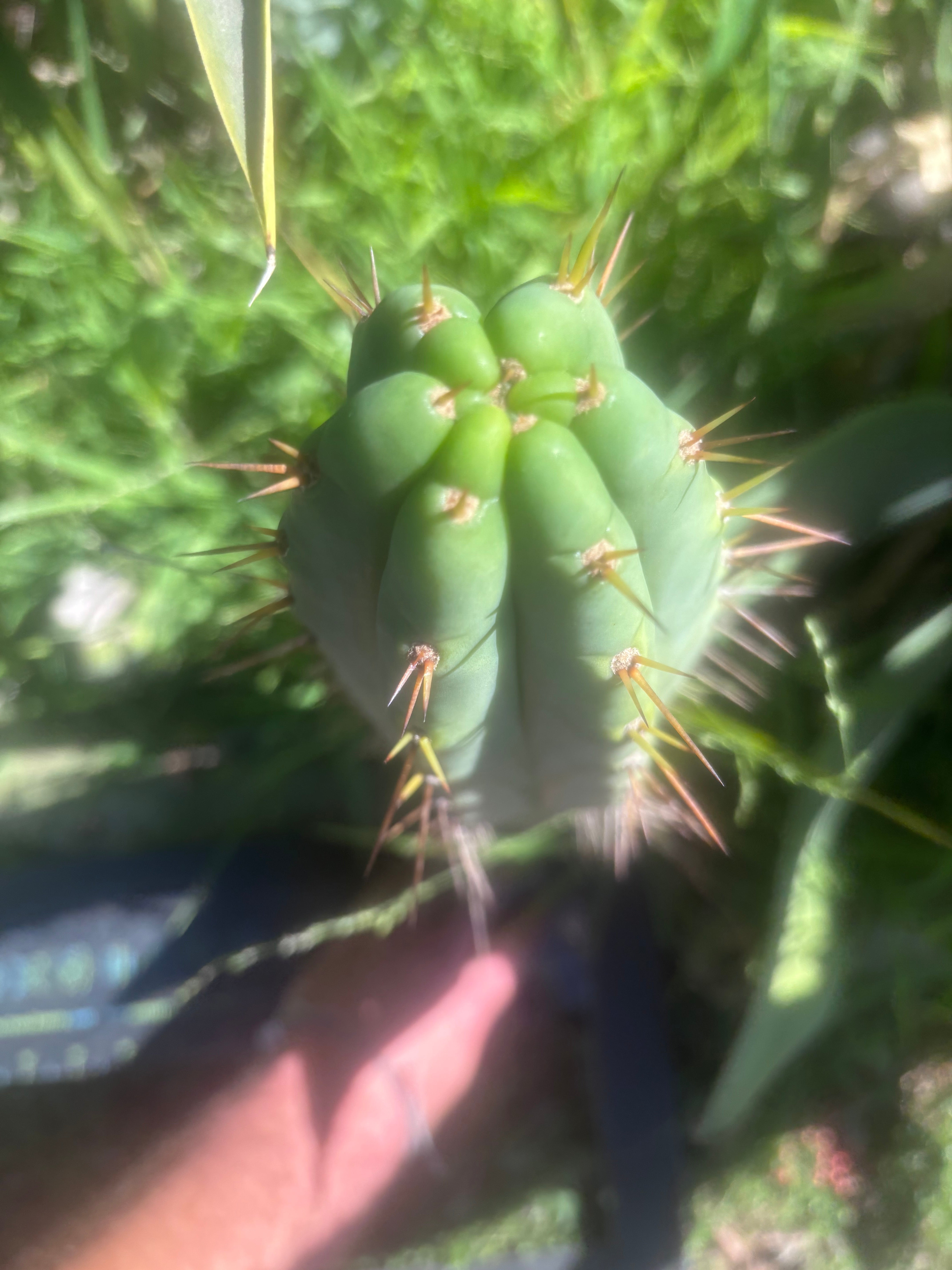💎👑🌶️ Hammer — XL 18” Pup