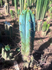 👑💎🌶️ Bluejones  — Flawless 10” Pup