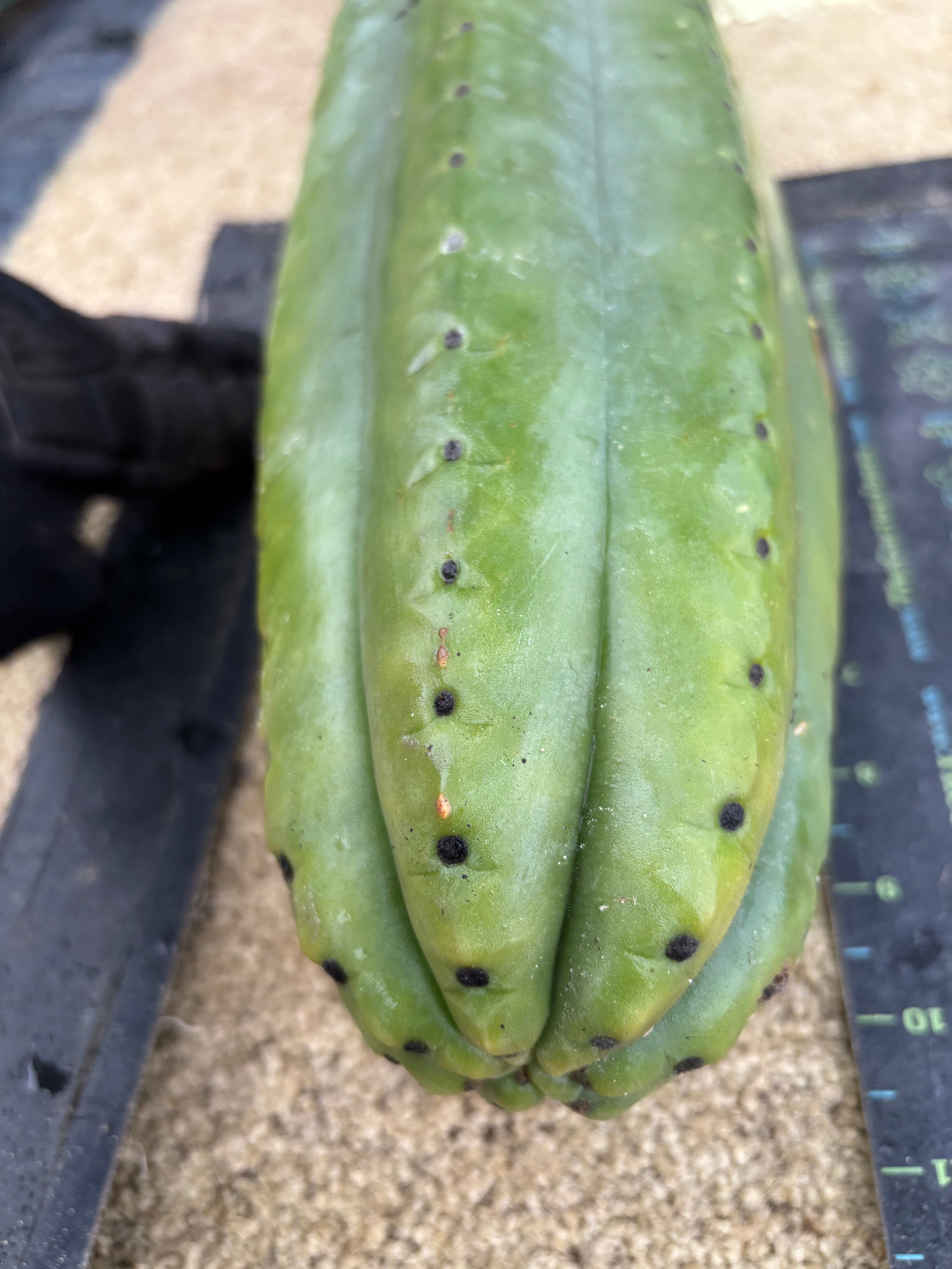 👑💎🌶️ The Fattest Soozy Ever Listed