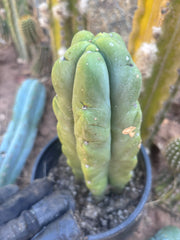 👑🌶️🌶️ Kate’s Bridge — Fat Rooted Tip