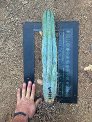 👑💎  Icaros DNA  — XL 17” Fully Rooted