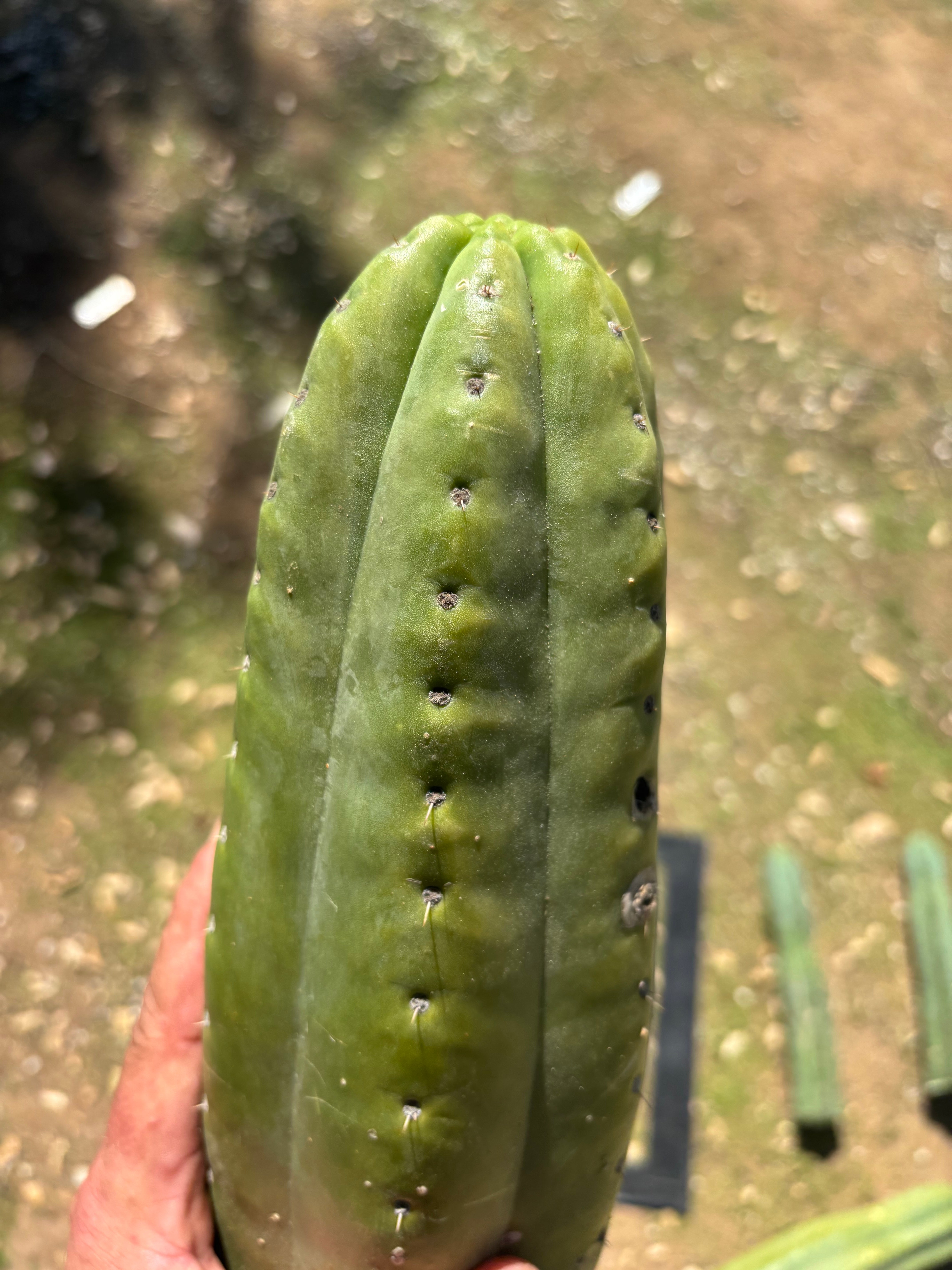 👑🌶️ Tom Juuls Giant  — Thick 12” Tips