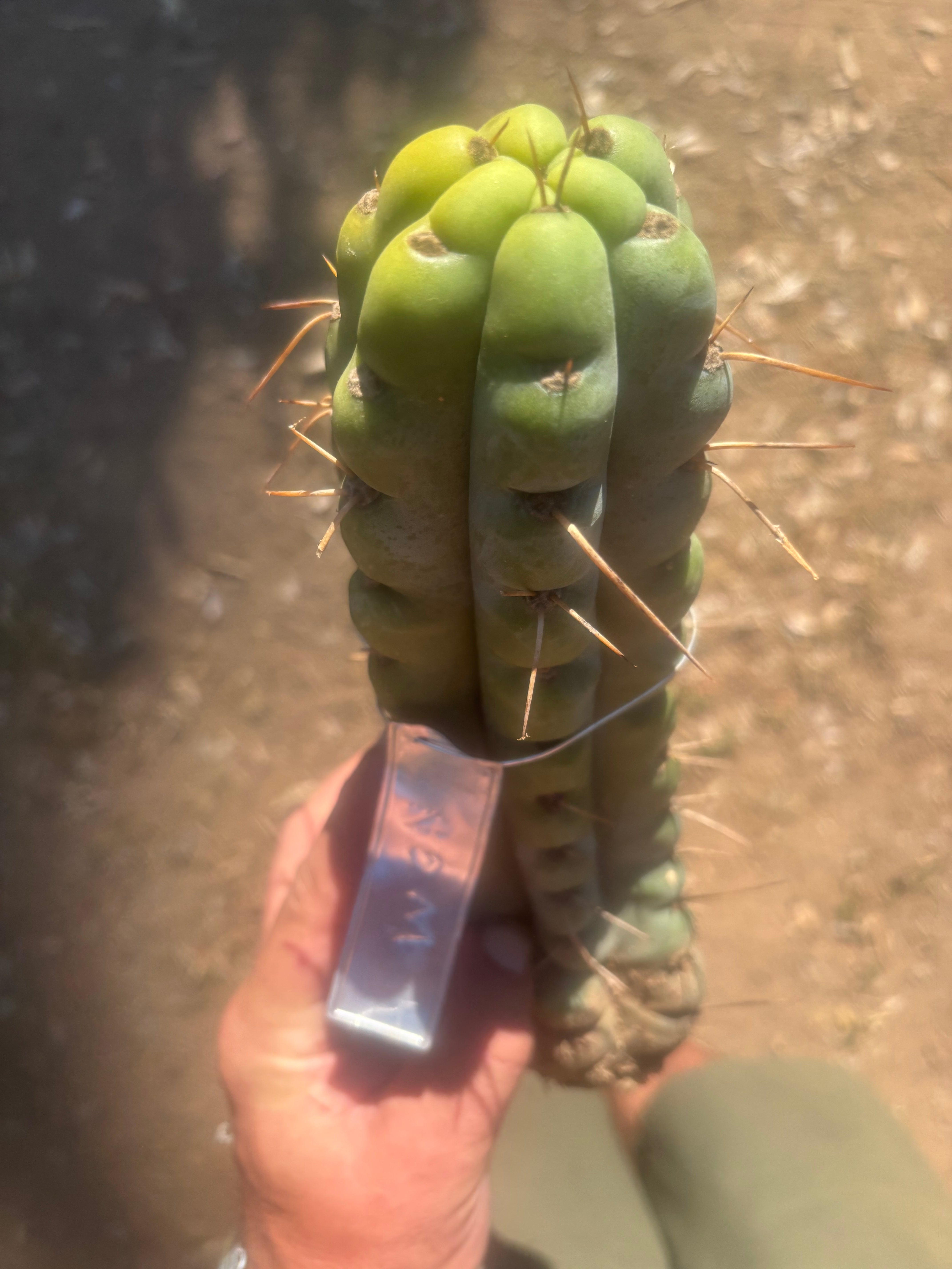 💎🌶️🌶️ NOM —  12” Notch Bomb