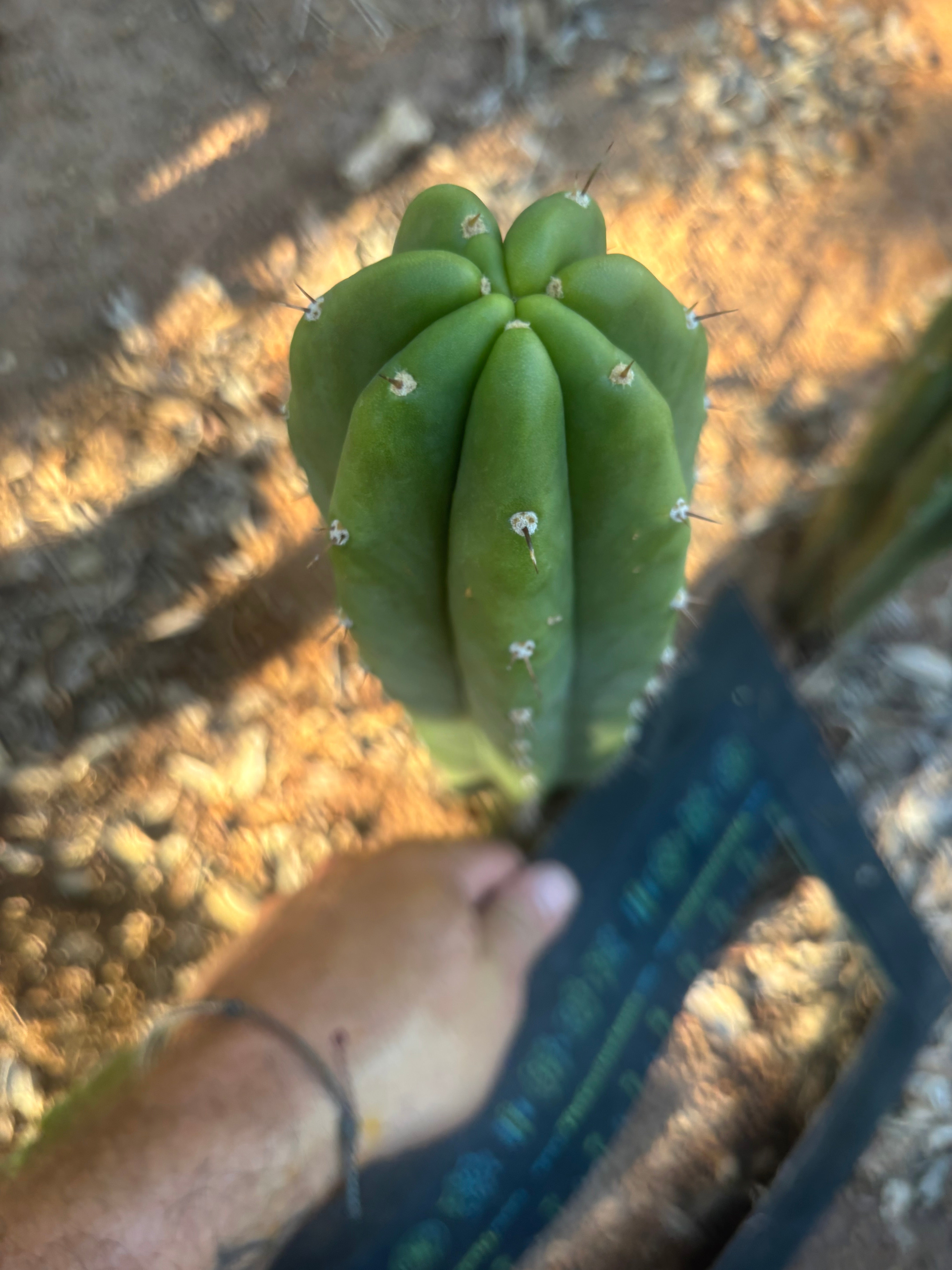 👑🌶️🌶️ Landfill — 10” Tip
