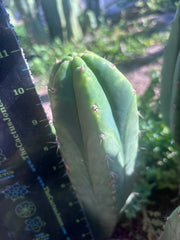 👑🌶️🌶️ Landfill — 10.5” Pup