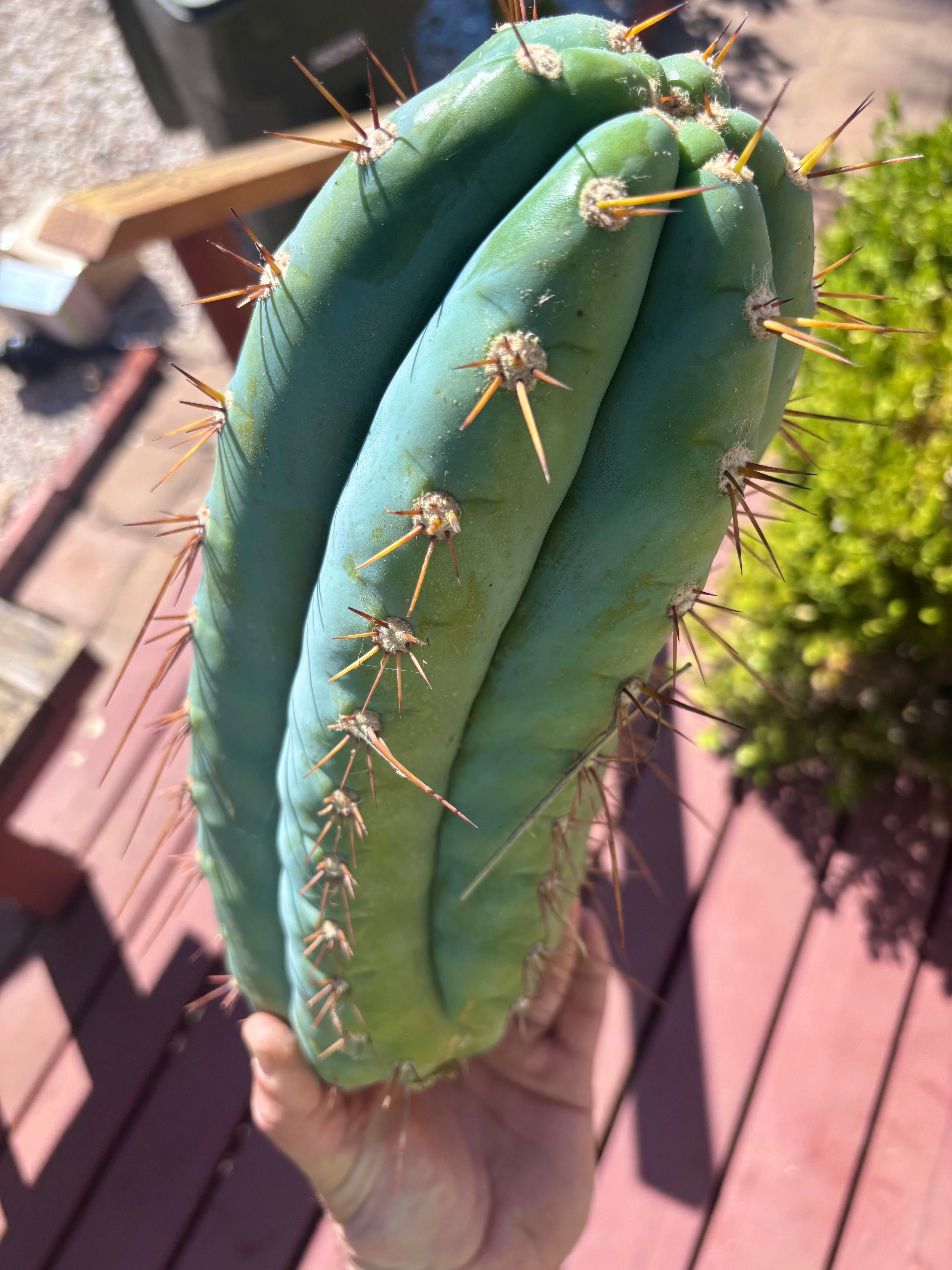 💎👑🌶️ CGG — 14” MELON