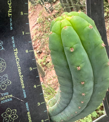 👑🌶️🌶️ Another Drop, Another Ogun — Chunky Pup