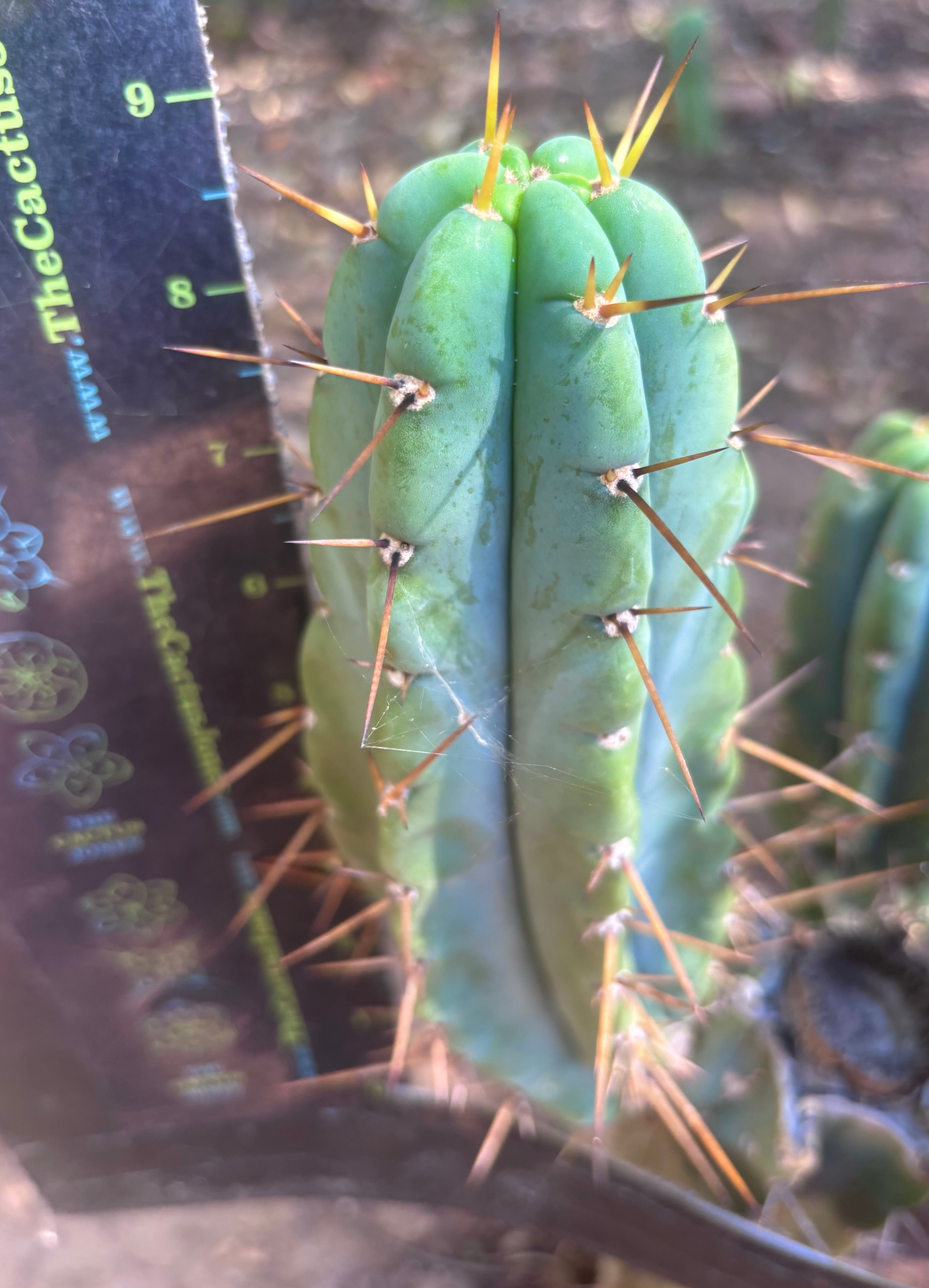 👑🌶️🌶️ Pala! — 9” Pup