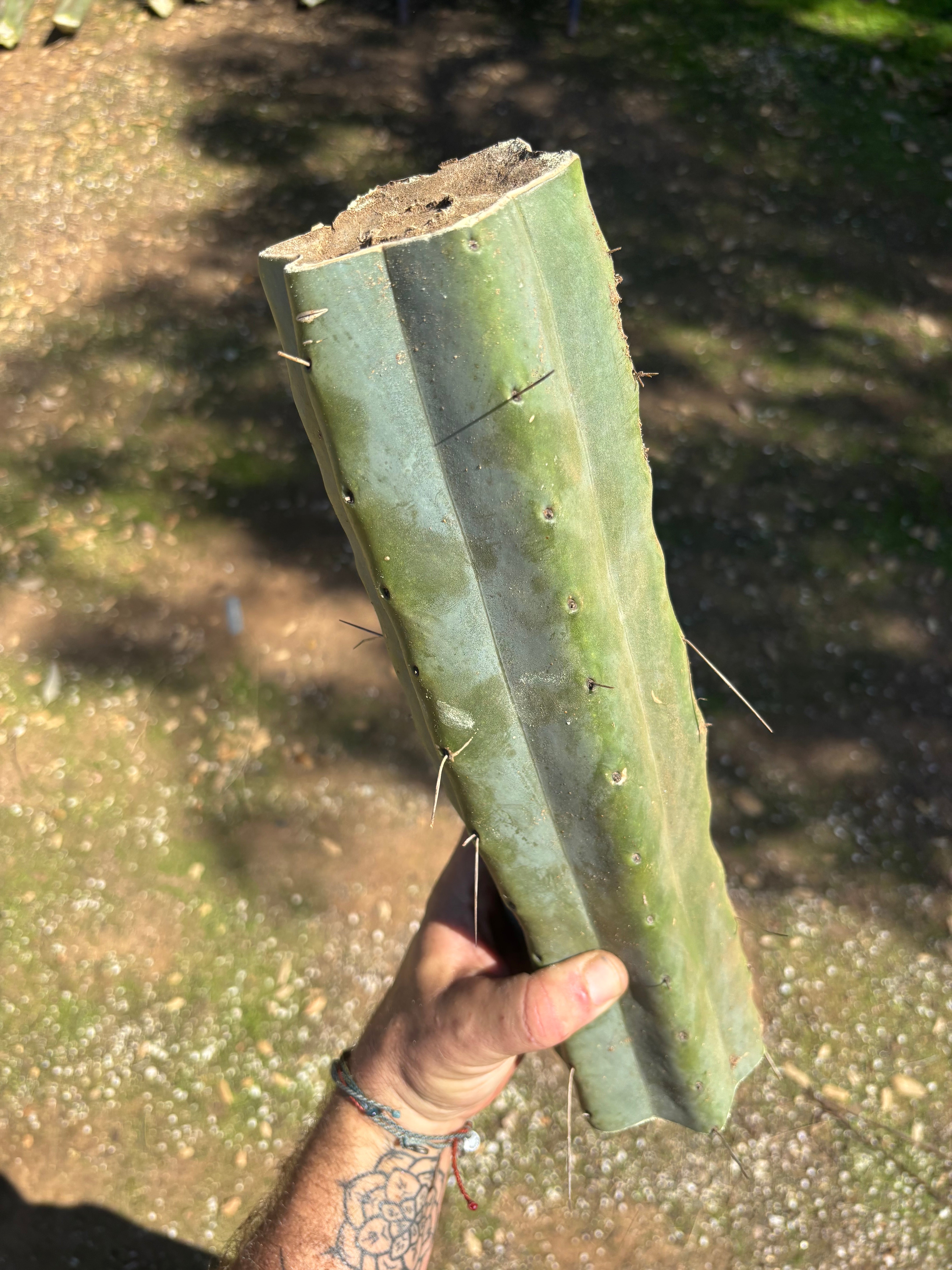 👑🌶️ Chucky — Massive 14” Mids