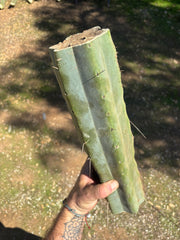 👑🌶️ Chucky — Massive 14” Mids