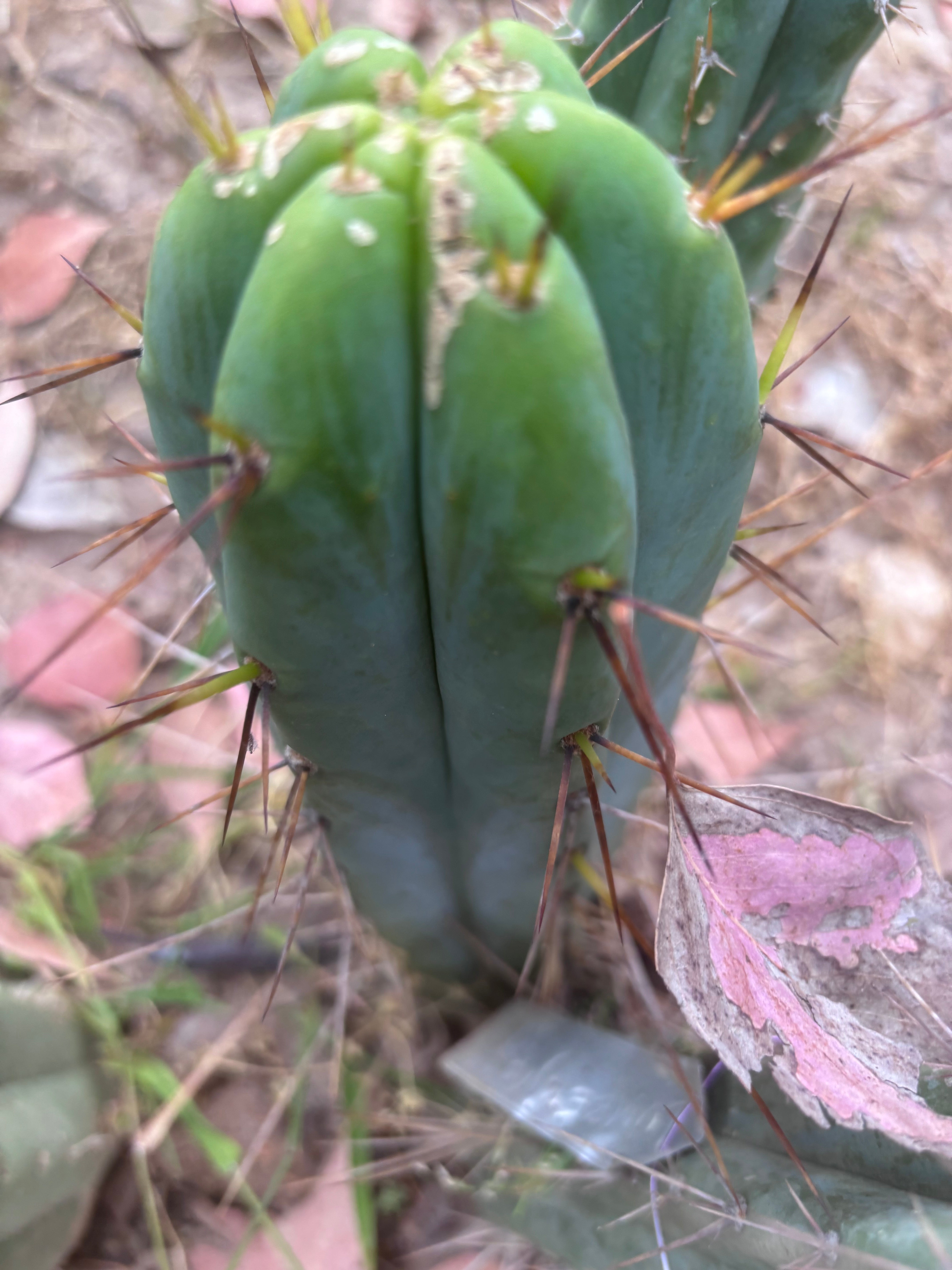 👑🌶️🌶️  Lumberjack — 13” Pup