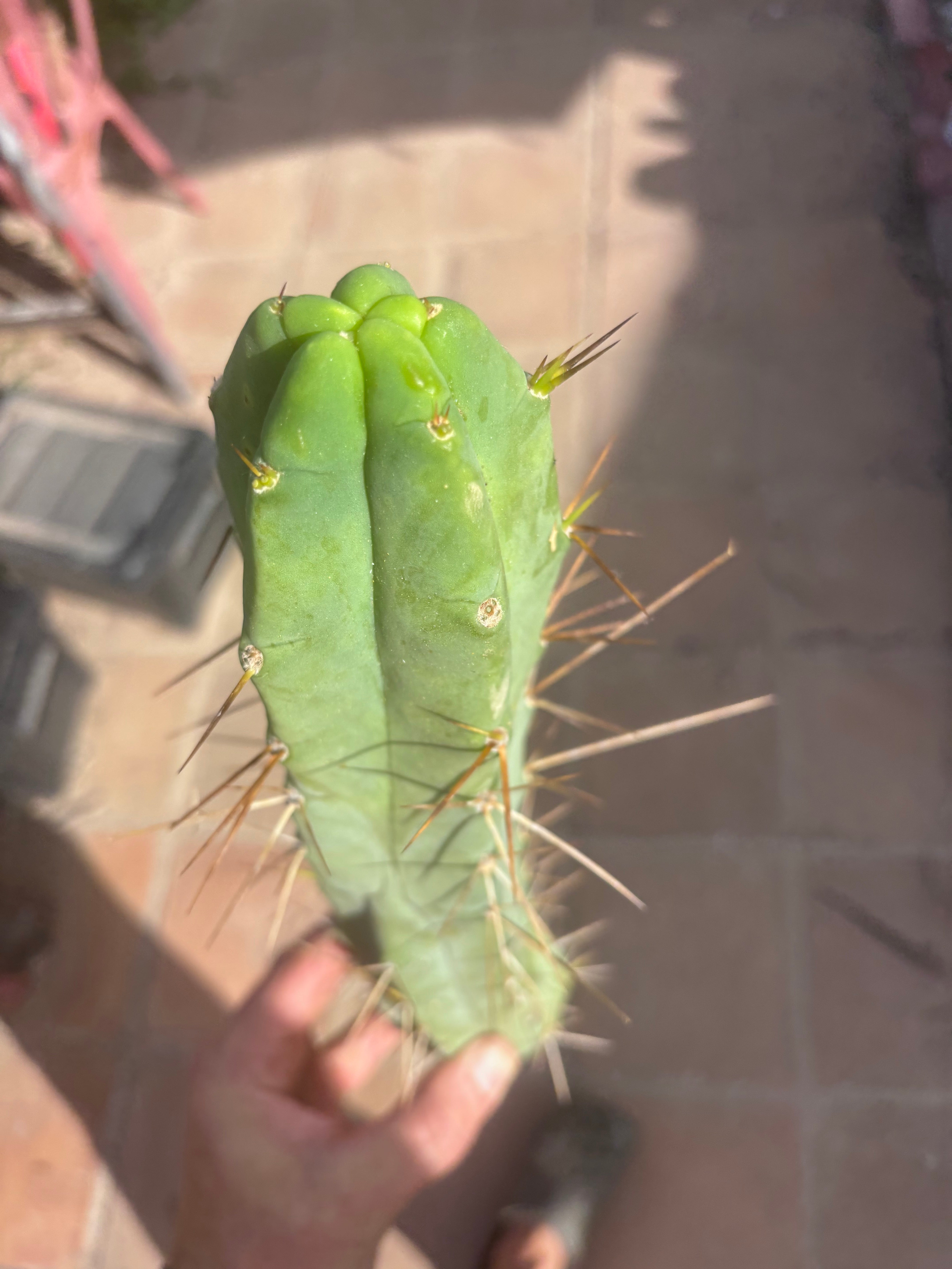 👑🌶️ TBQM  — 14” Tip