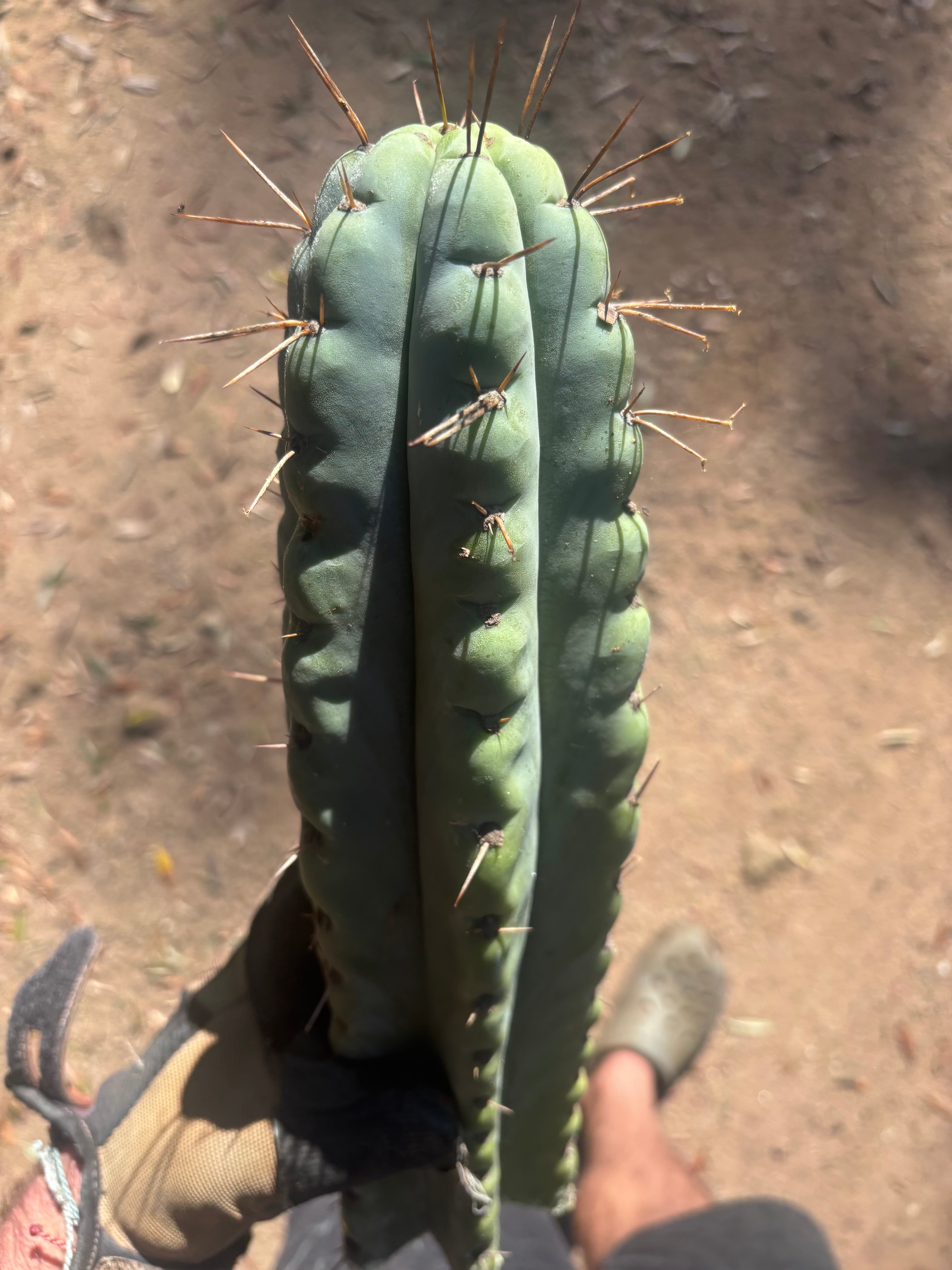 💎🌶️ NOM — XL 14” Tip