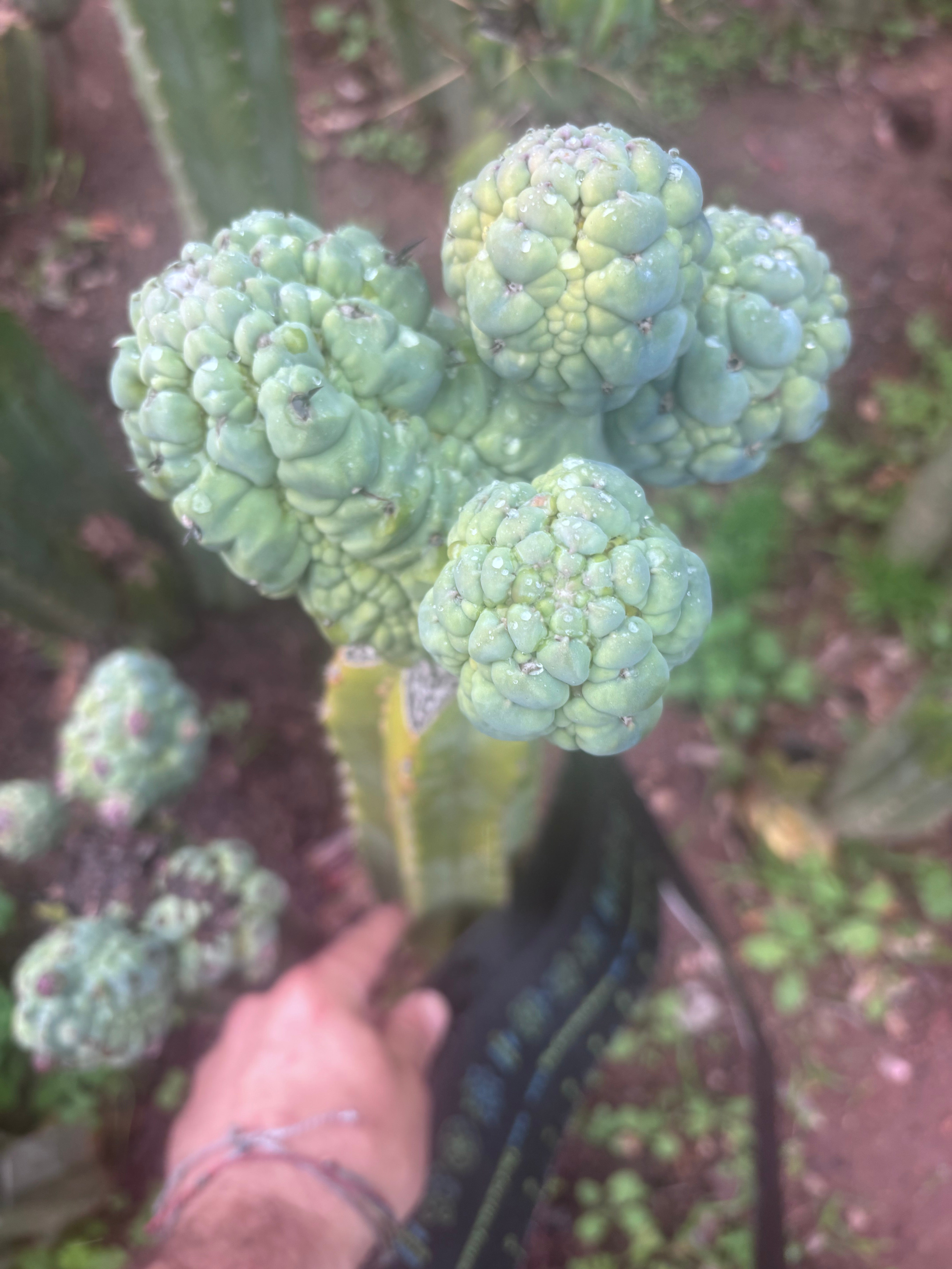 💎👑💎 Glorp — XXL Boquet of Balls