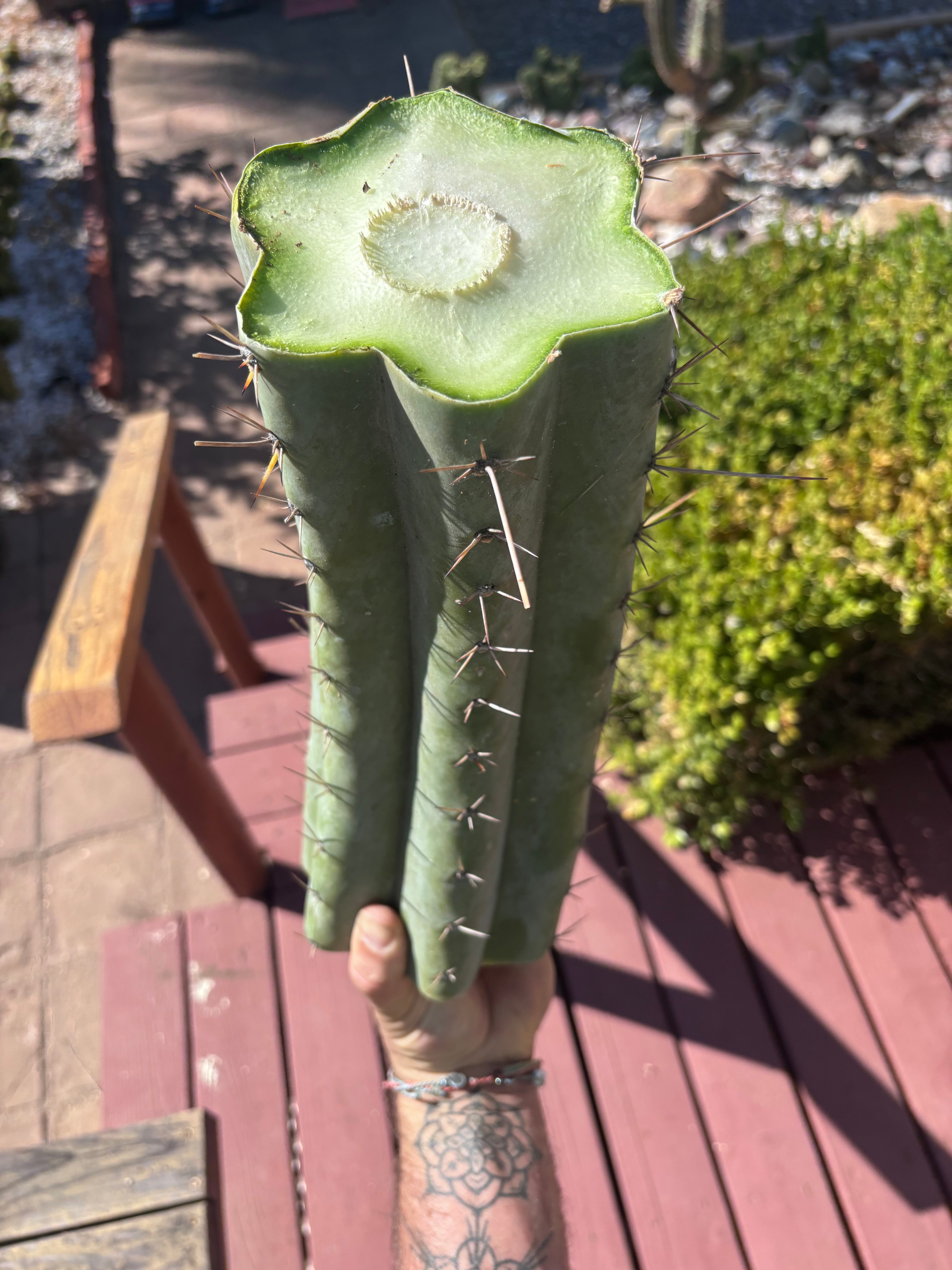 💎👑🌶️ CGG — Massive 15” Mid