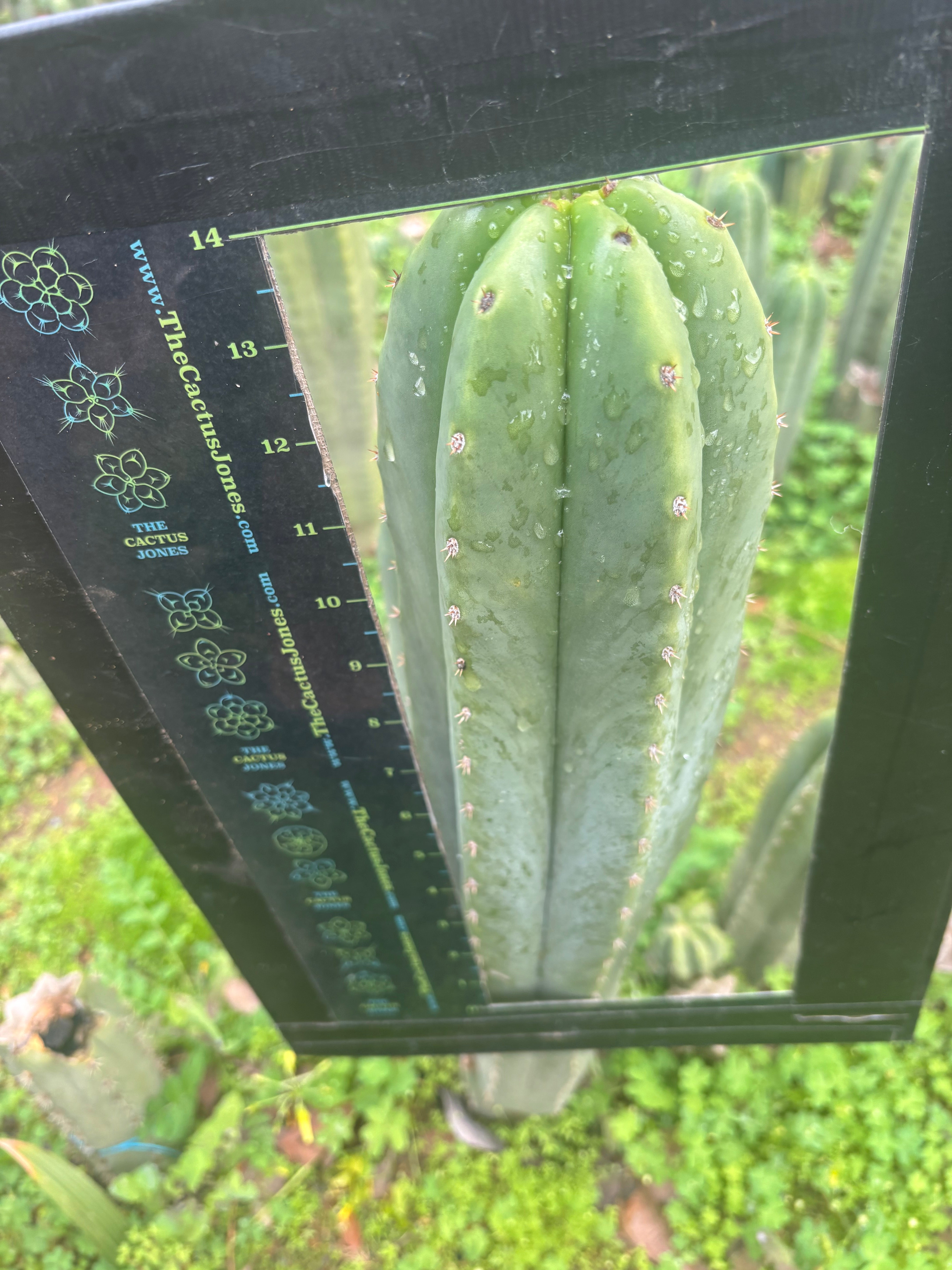 Jessica x Scop — XL 14” Tip