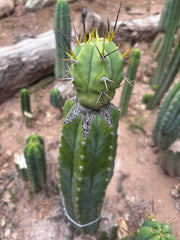 👑💎🌶️  CSD — Large Tip Graft