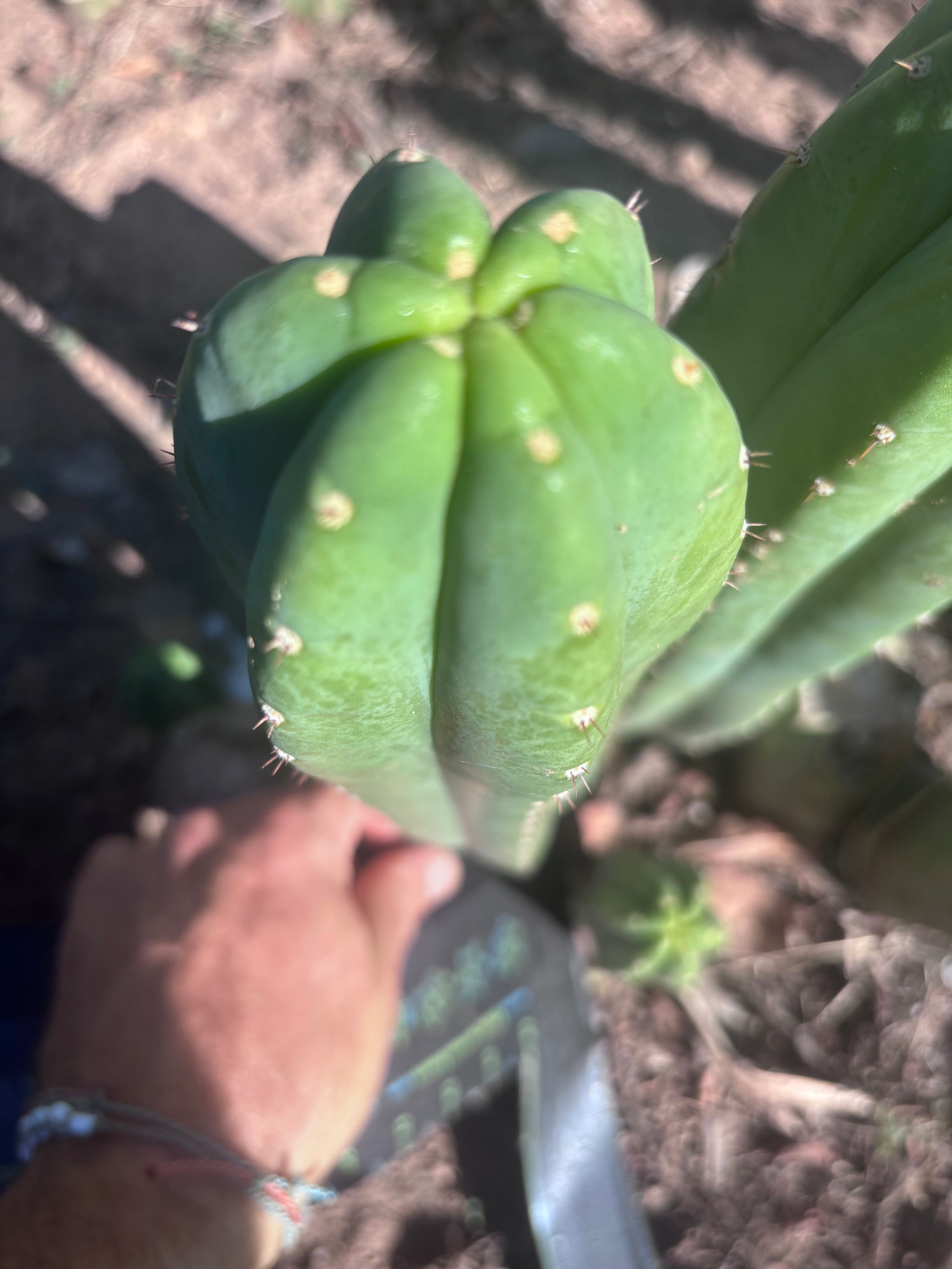 👑🌶️ DaFuq —  13” Pup