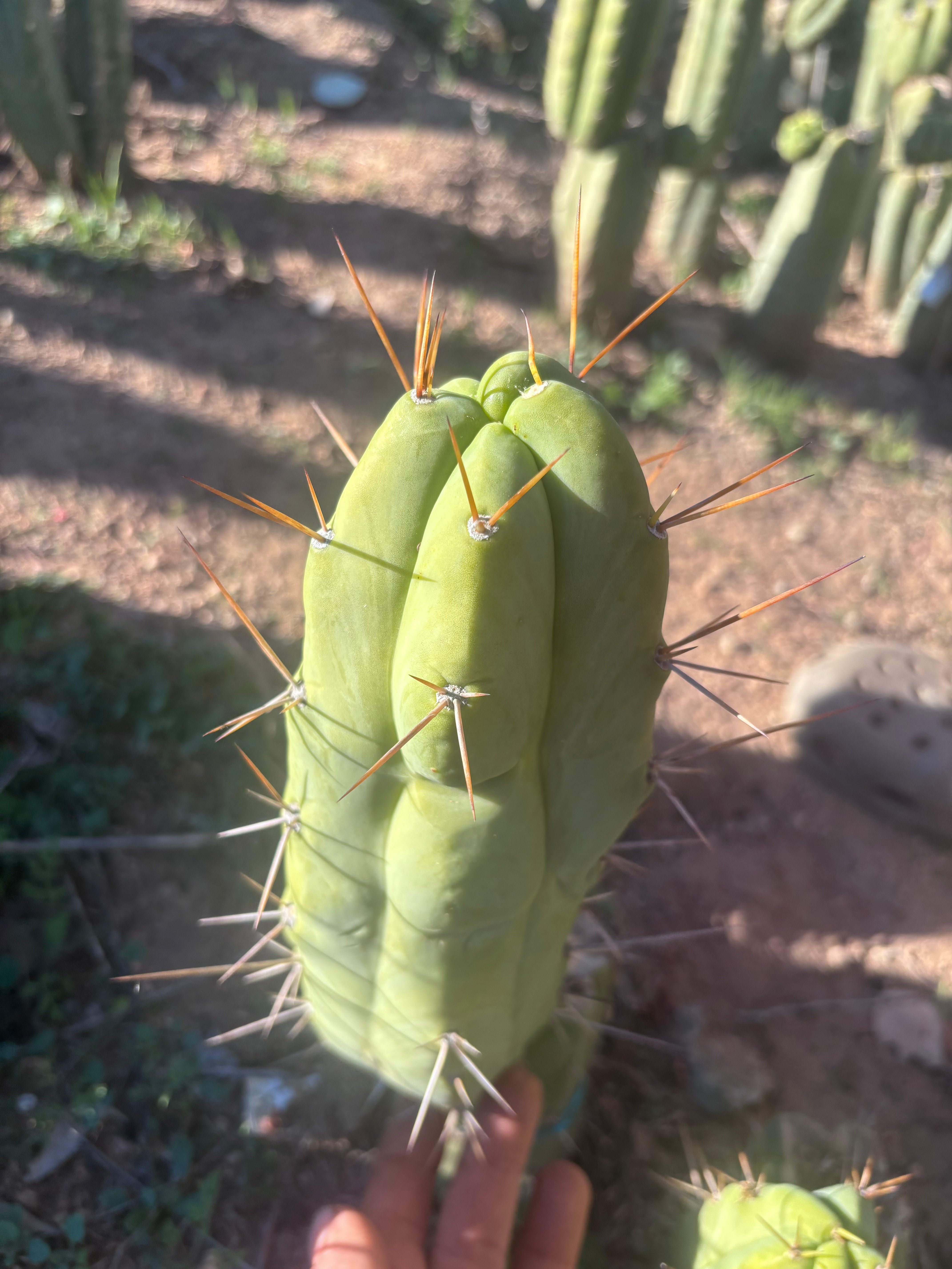 💎👑🌶️ Bruce — 10” Pup