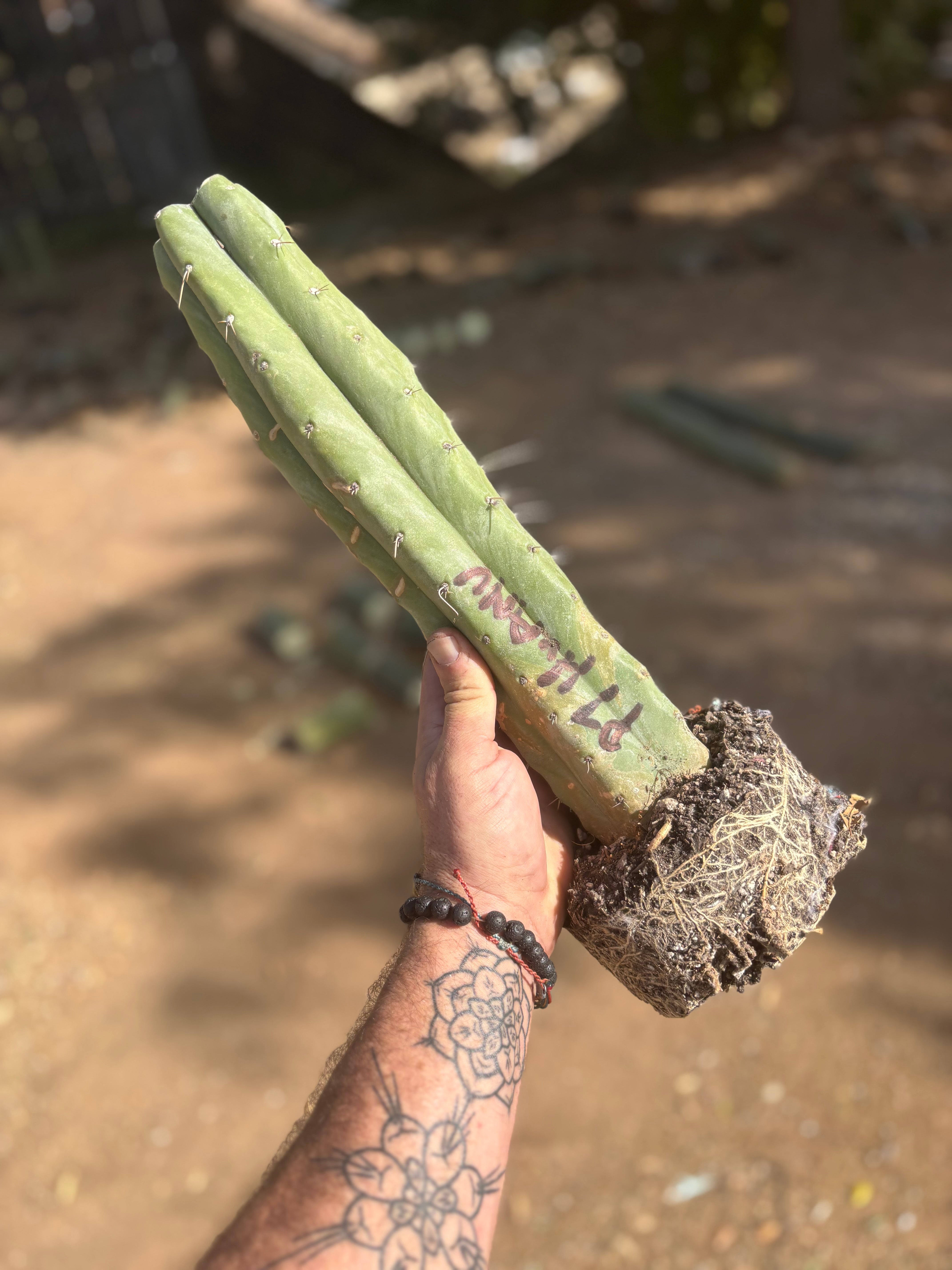 👑 Big Mac Huanu (P7)  — XL 15” Fully Rooted Stump