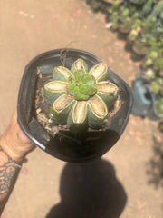 💎🌶️🌶️ NOM — Pup Graft On Rooted Shine01