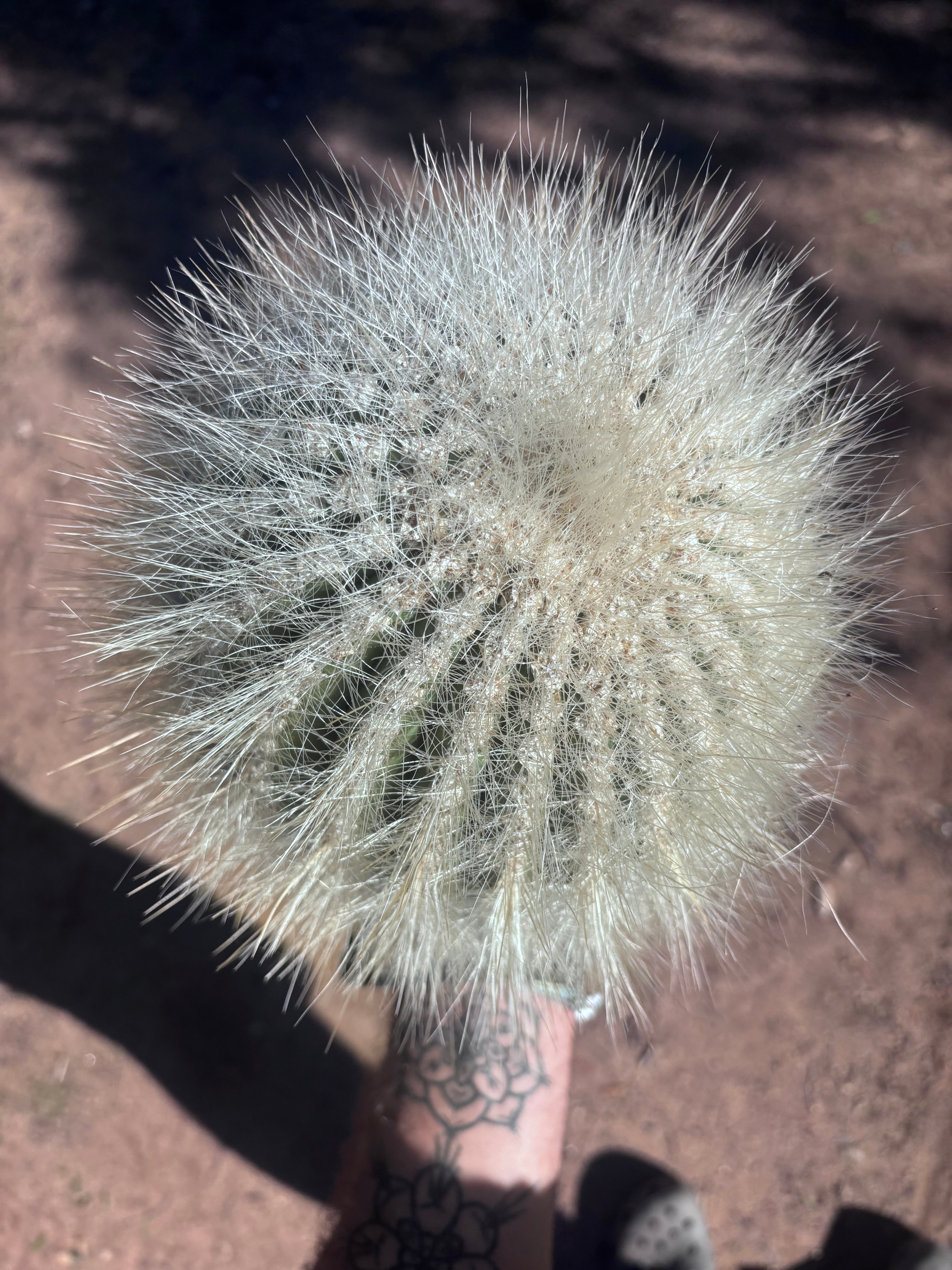 💎 T. Atacamensis — 11” x 8” Fur Melon (Last One)