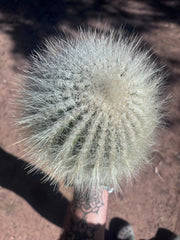 💎 T. Atacamensis — 11” x 8” Fur Melon (Last One)
