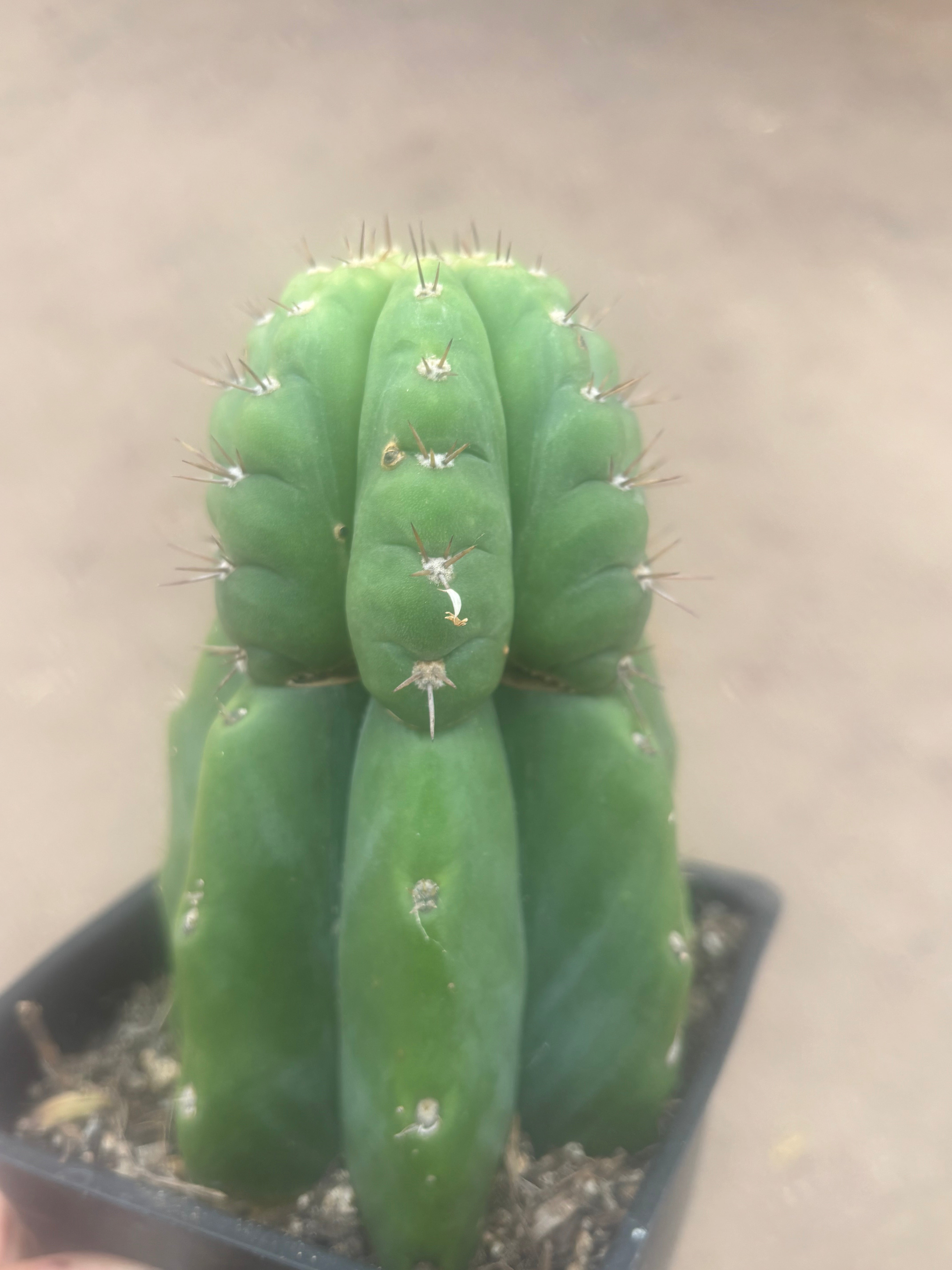 💎👑💎 Parque de Leyendes —BK08611.4 Clone A —  “Work of Art” Tip Graft on Rooted Stock