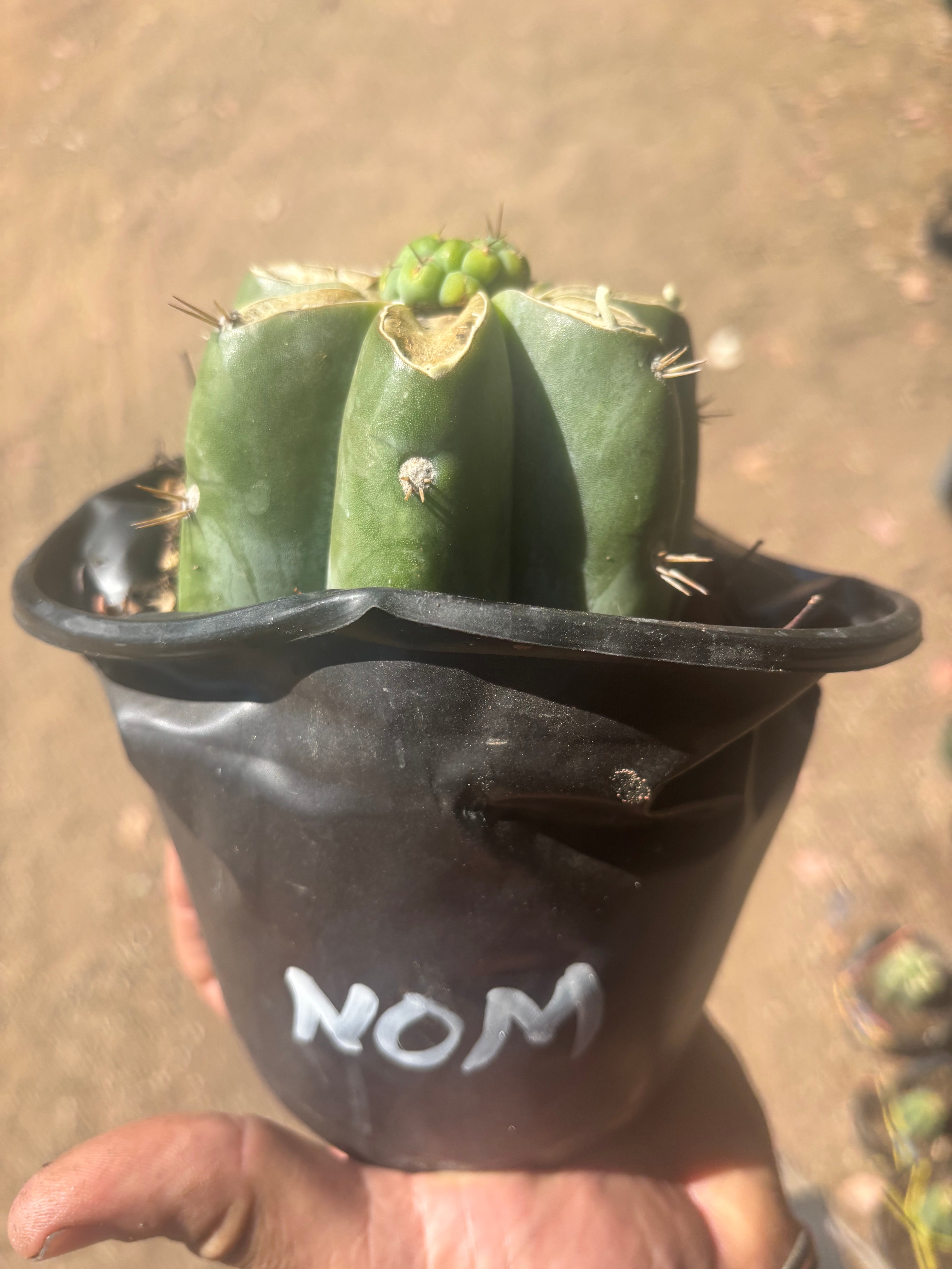 💎🌶️🌶️ NOM — Pup Graft On Rooted Shine01