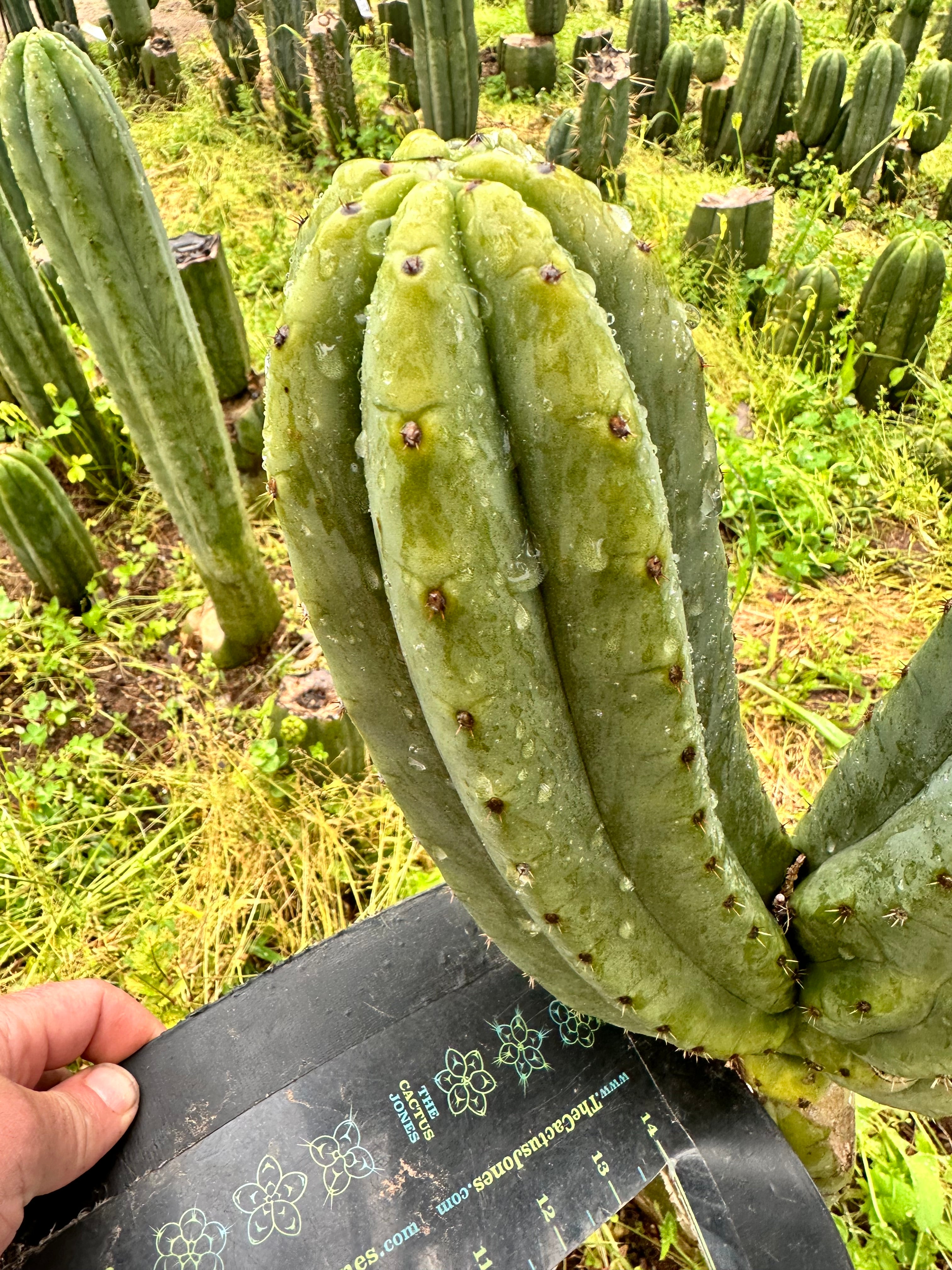 👑🌶️🌶️ Ogun — Beefy 10” Tips (3)