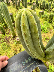 👑🌶️🌶️ Ogun — Beefy 10” Tips (3)