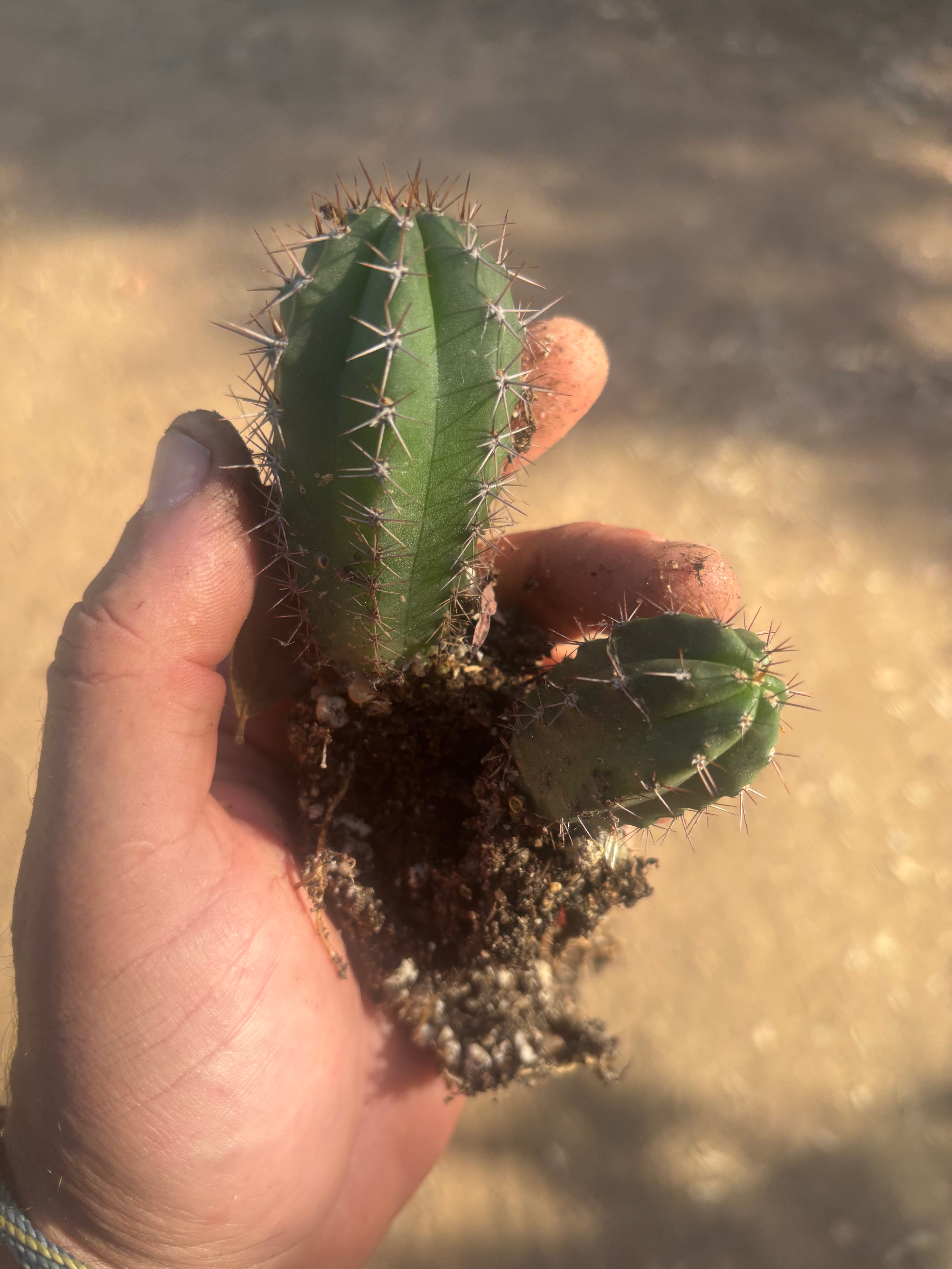 Add-On Freebie — TWO Pala x Ferret Seedlings (Copy)