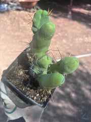👑🌶️🌶️  TBM Clone B — Fully Rooted