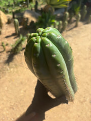 💎🌶️ Fields x SS02 — MASSIVE 14” Tip