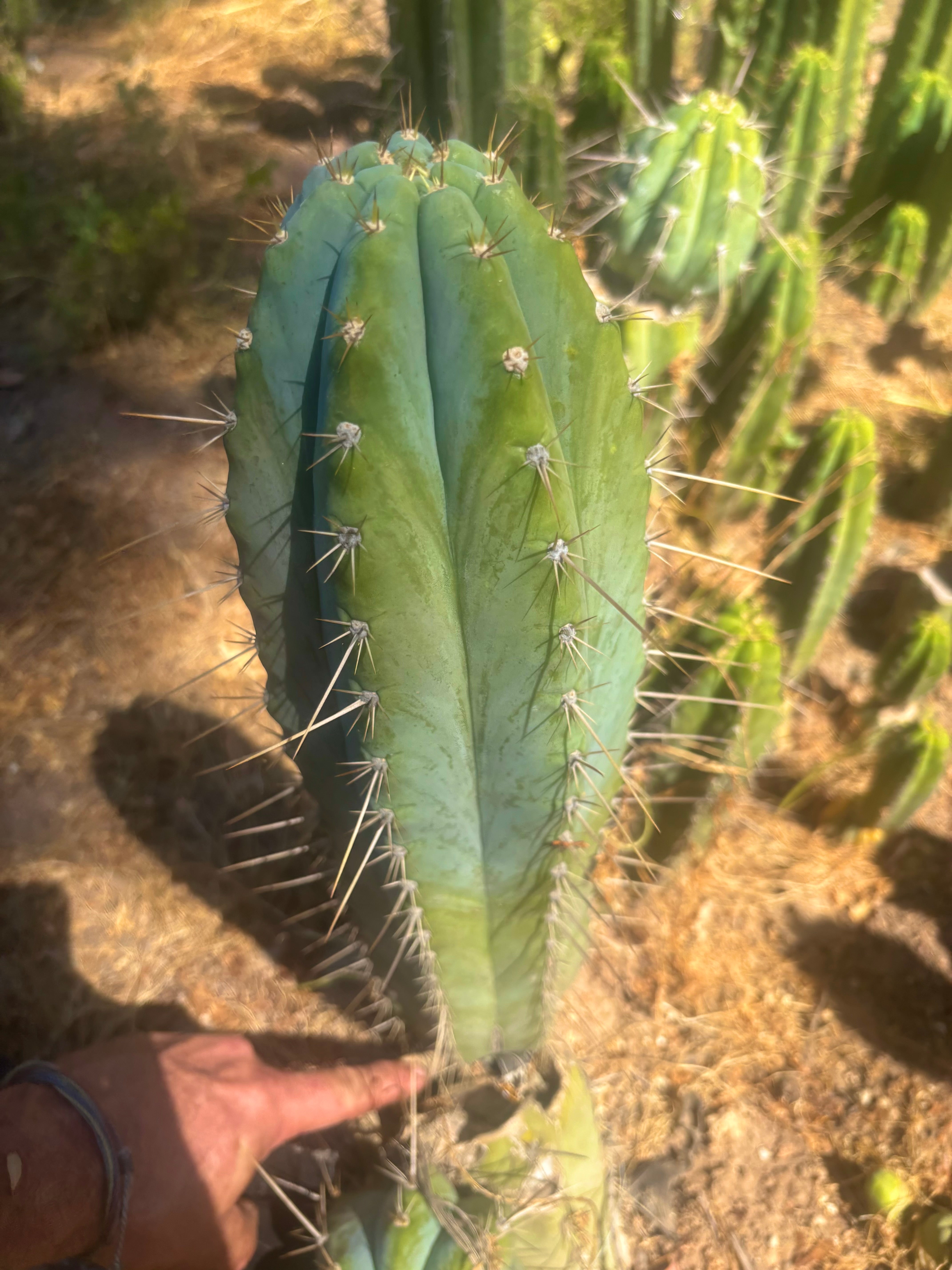 👑💎 Rimac — XXL 17” Melon Pup