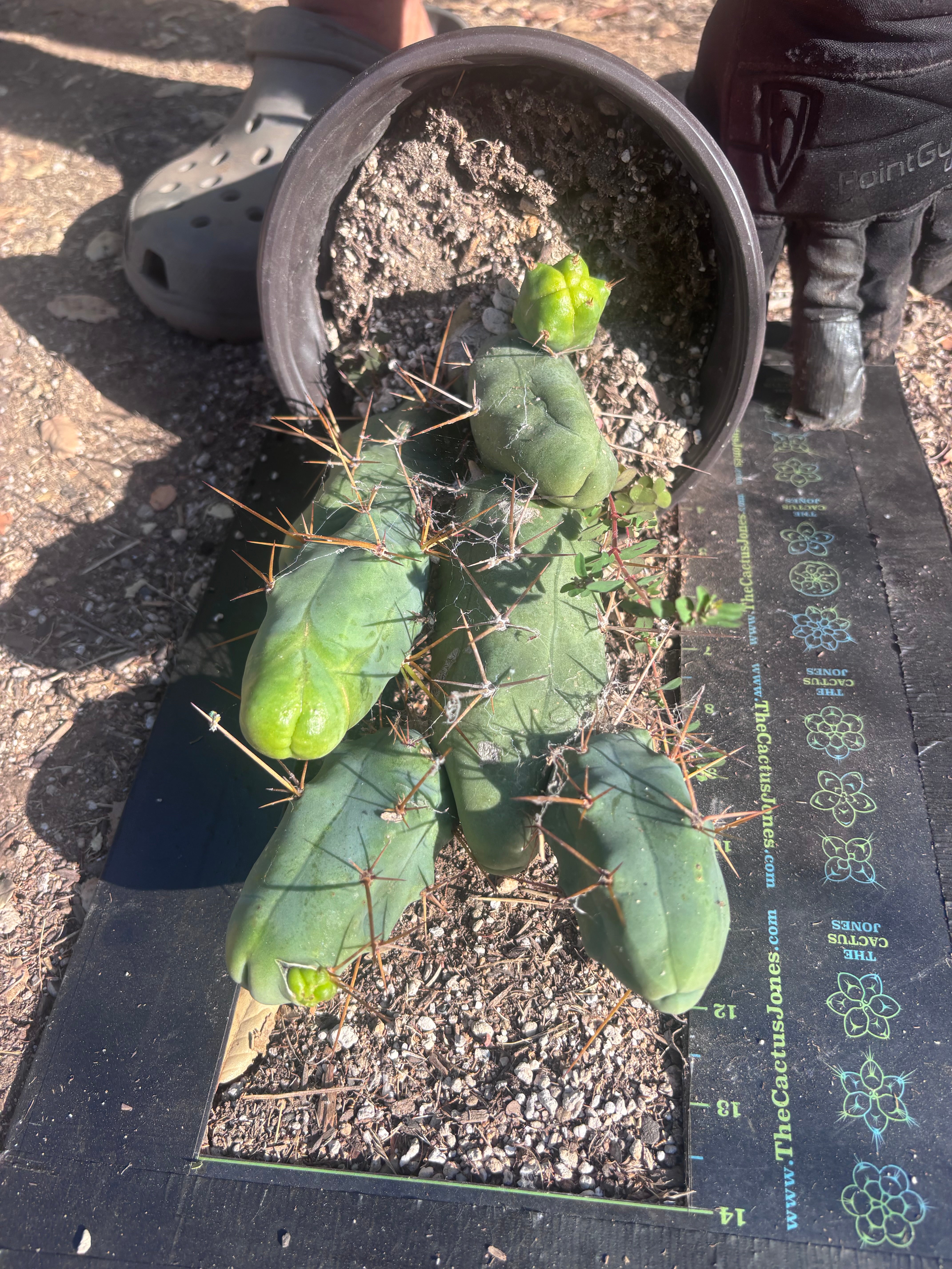 👑🌶️🌶️  TBM Clone B — Large, Fully Rooted