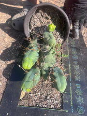 👑🌶️🌶️  TBM Clone B — Large, Fully Rooted