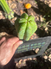 💎👑🌶️🌶️ KR04 — 7” Tip