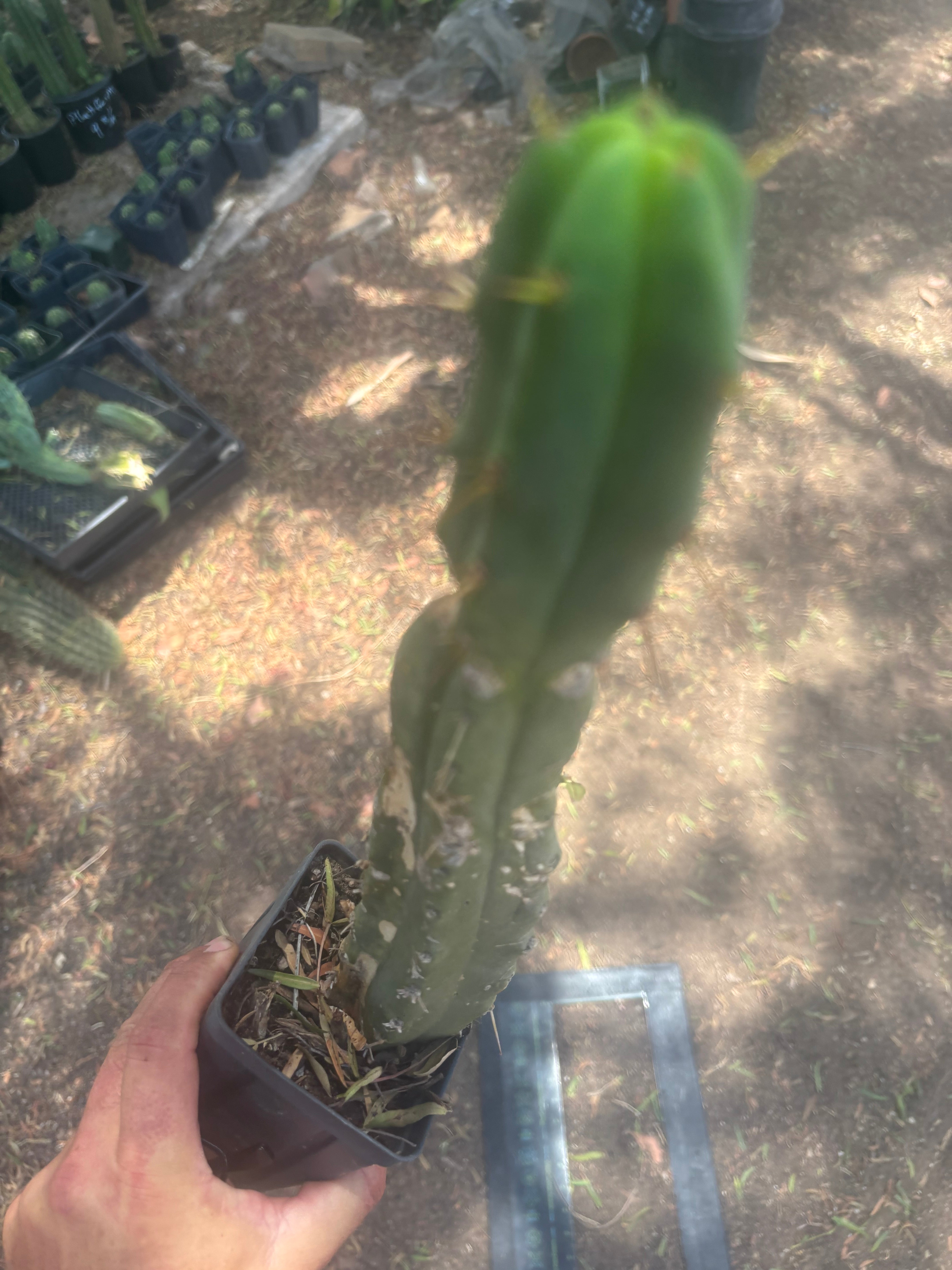 👑🌶️🌶️ Dulzura — Ugly, Rootbound and Pumping 💪15”