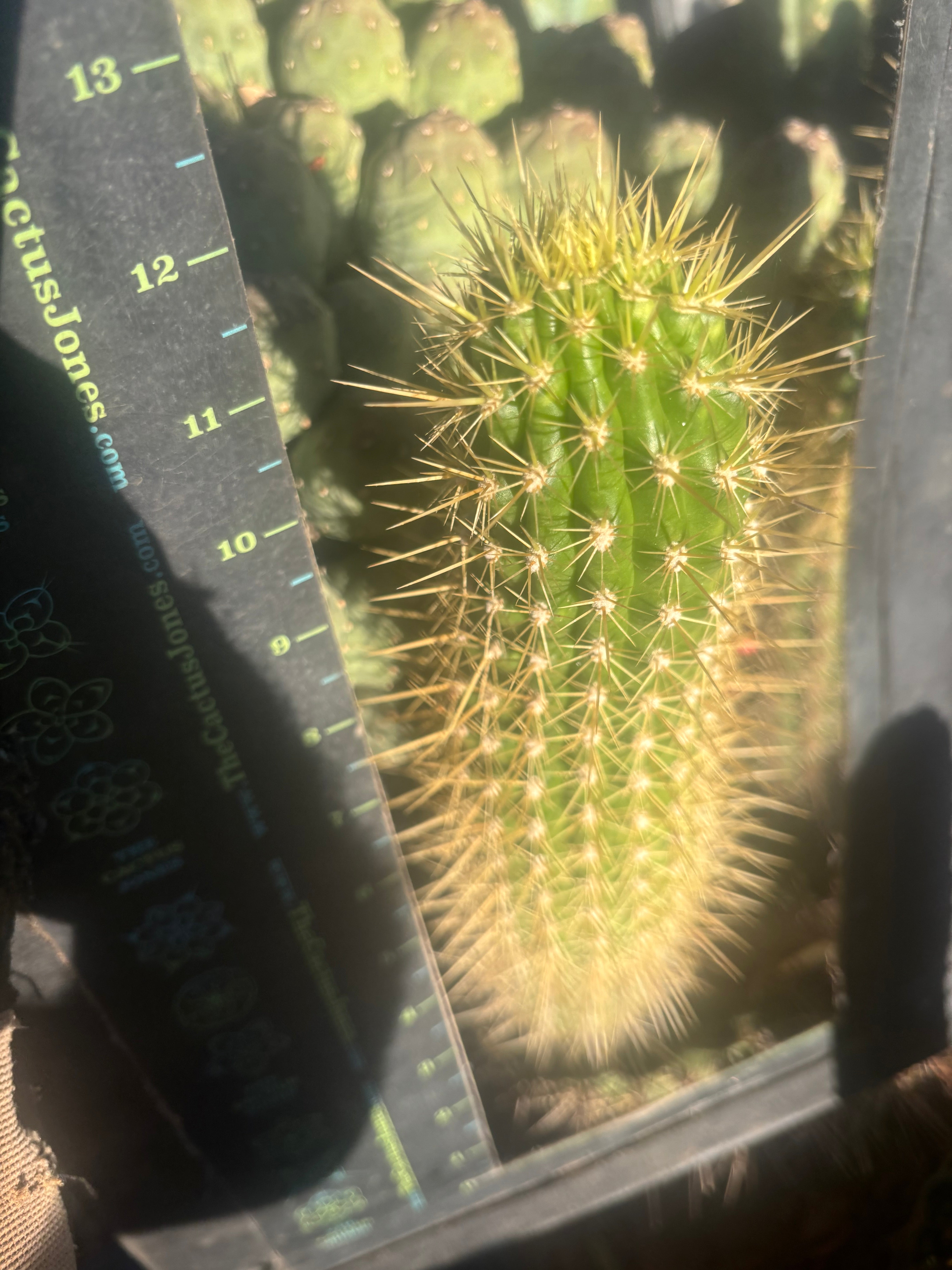 💎 T.Camarguensis  — 12” Tip