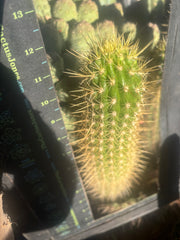 💎 T.Camarguensis  — 12” Tip