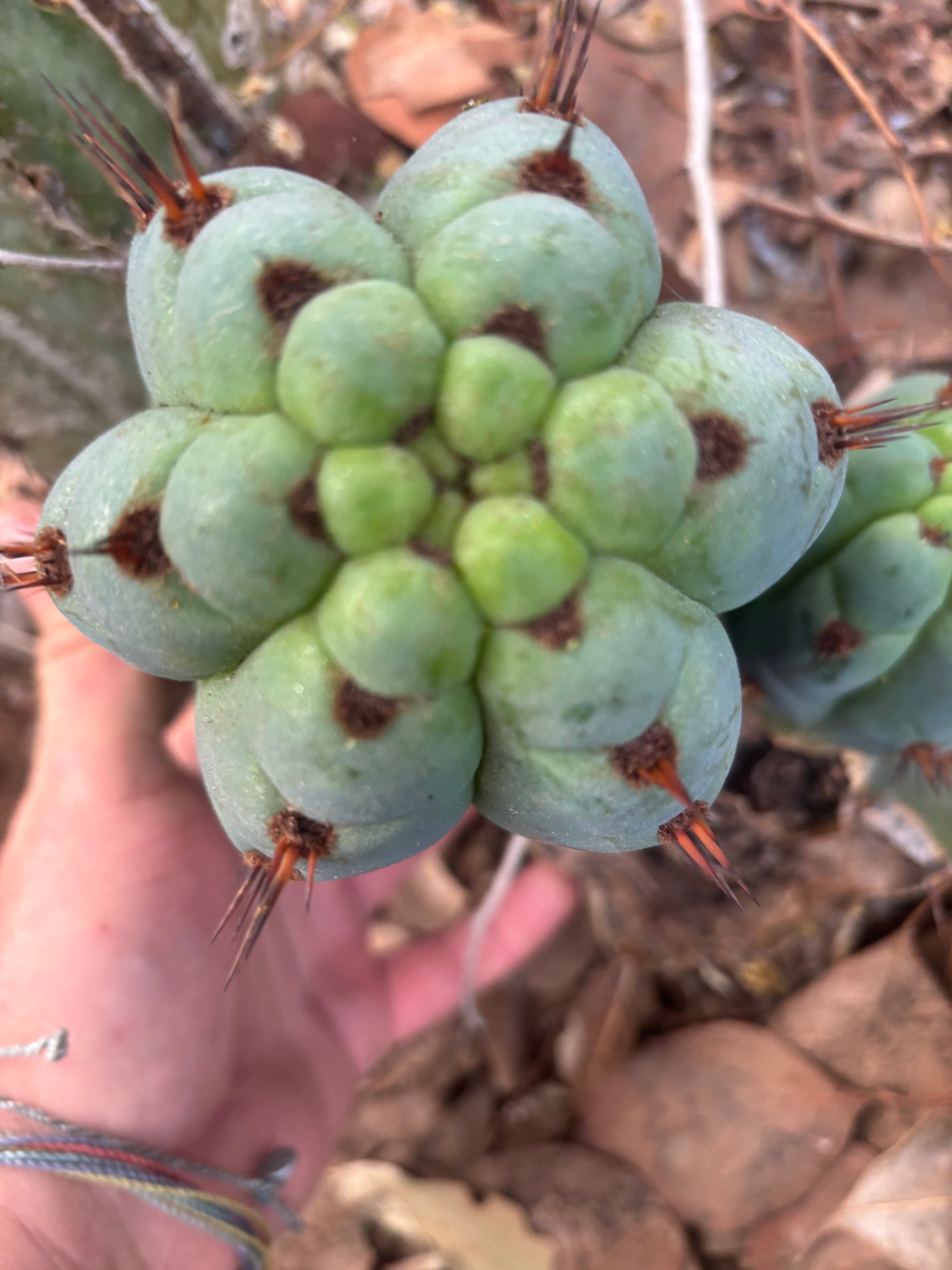 💎👑 Papa Smurf — 8” Chonk Melon