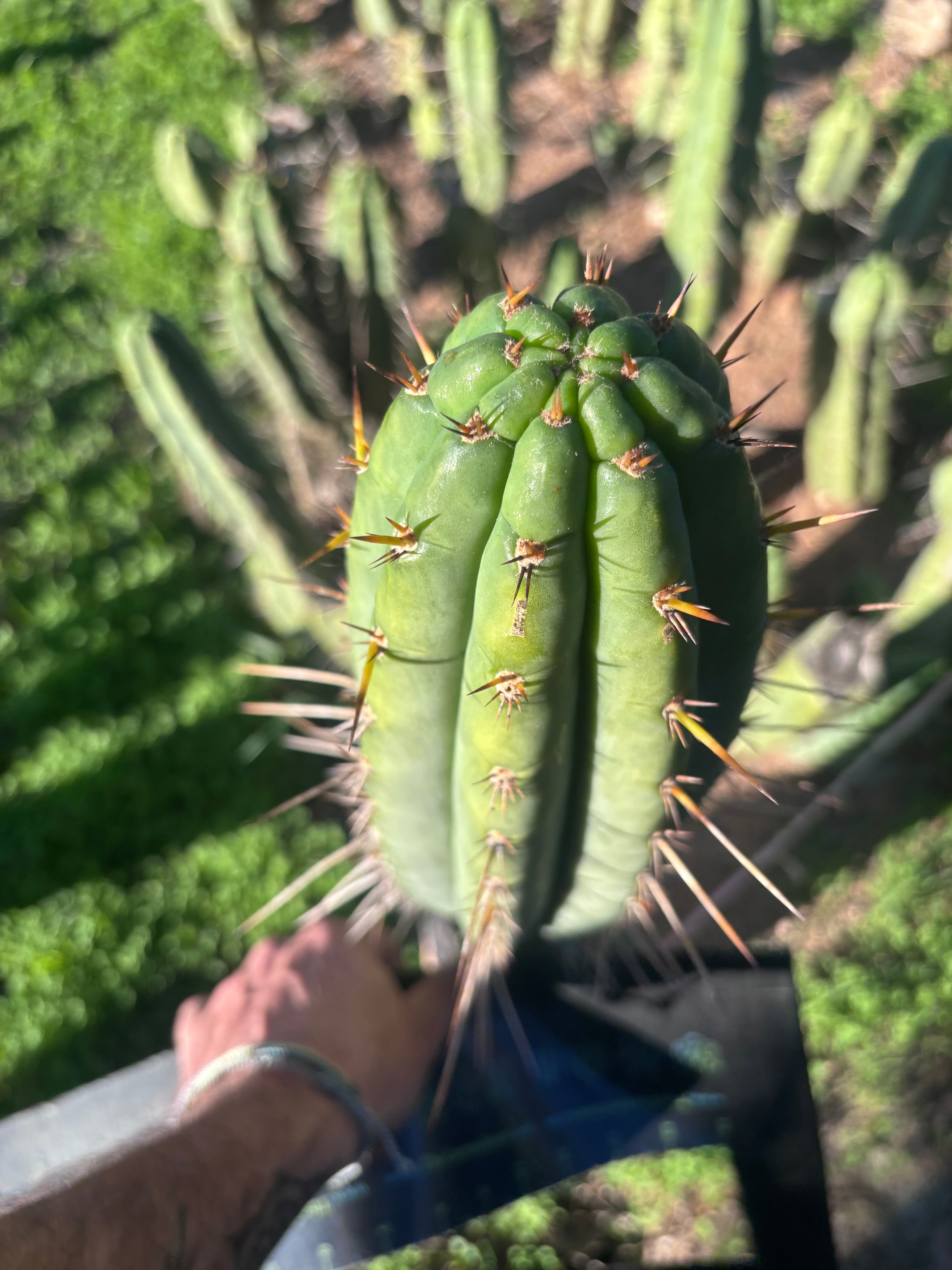 👑🌶️🌶️  Lumberjack — XL 14” Pup