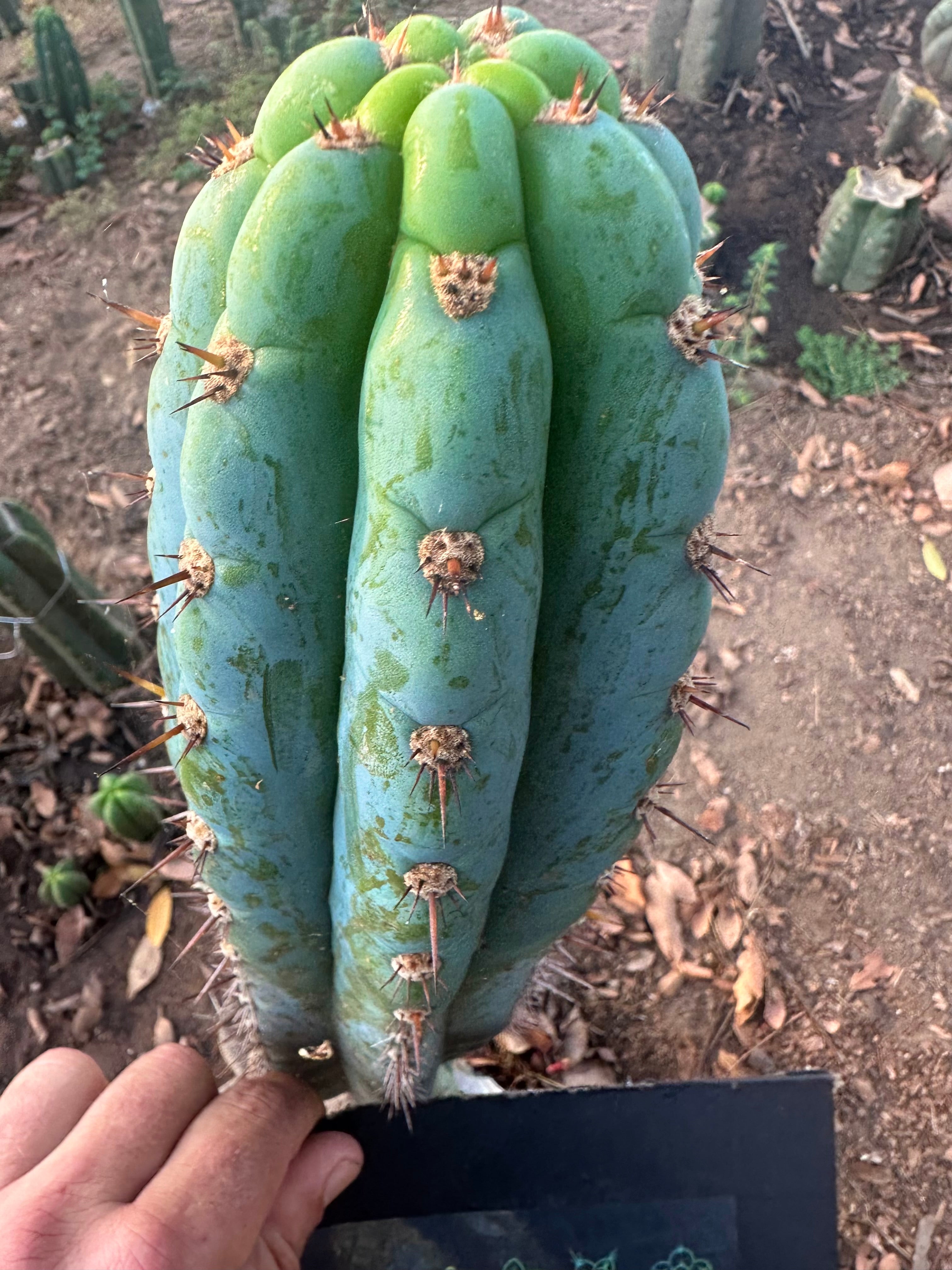 👑🌶️ Los Gentiles—  10” Tip