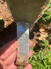 👑🌶️ Torres & Torres — 10” Tip