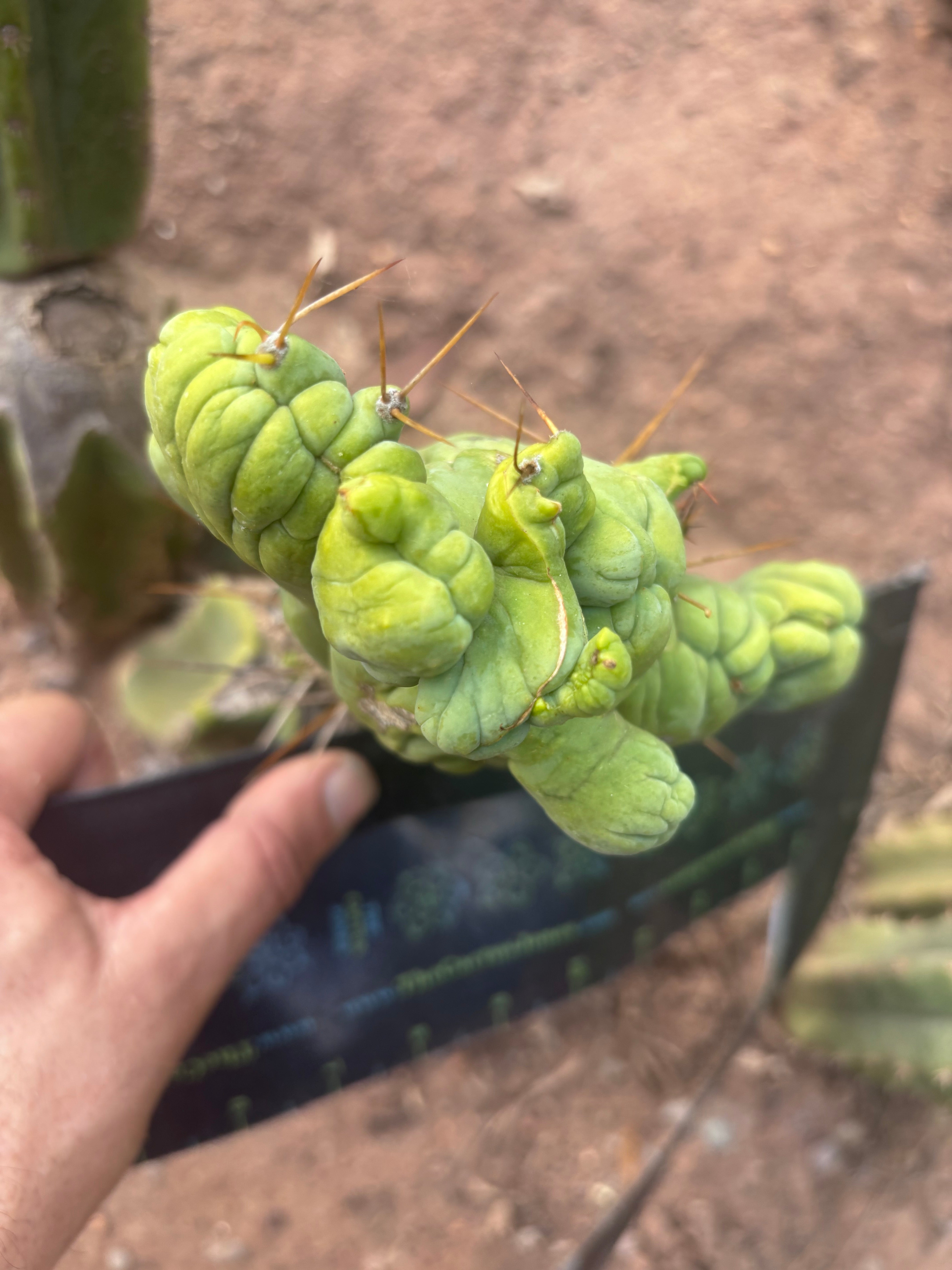 👑💎🌶️🌶️ TBMC — 6” x 7” Crest