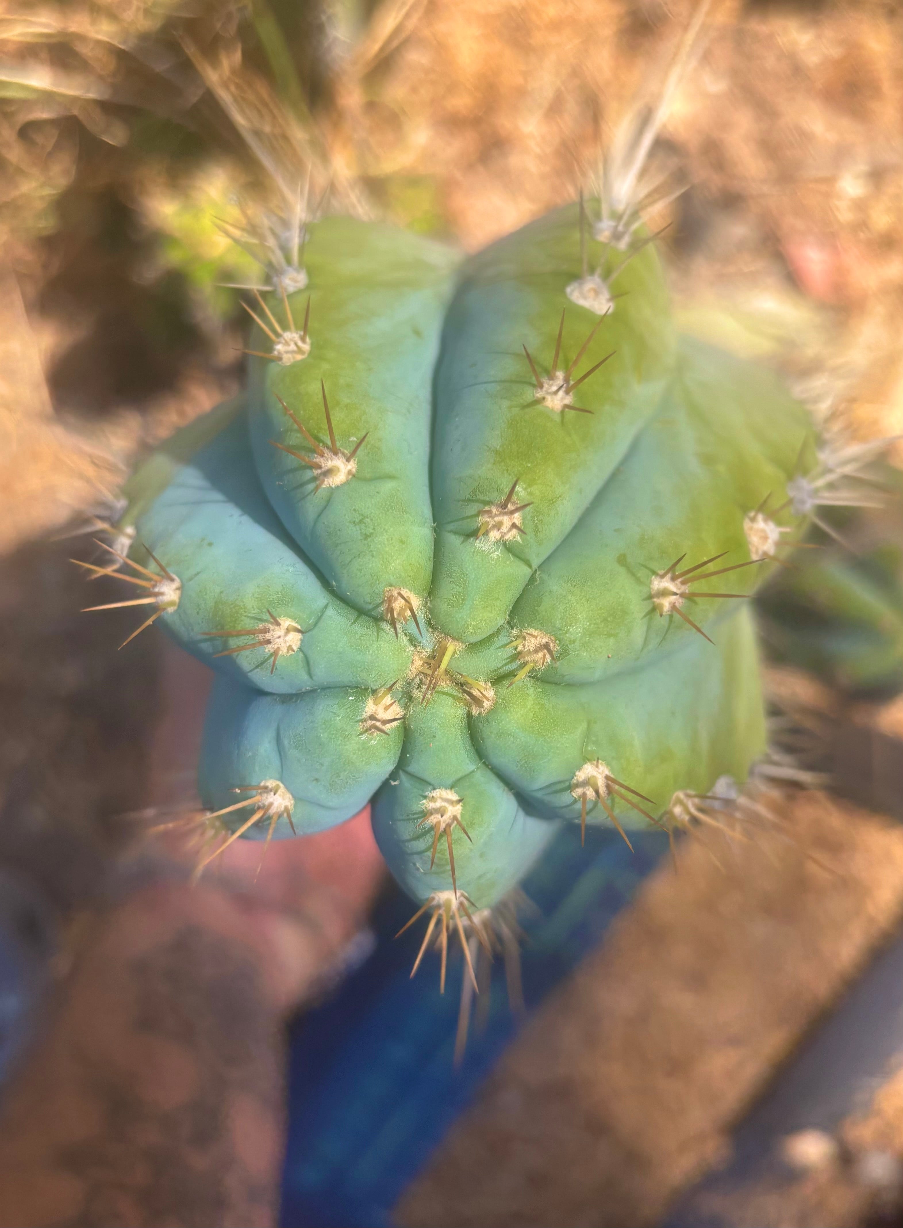 👑💎 Rimac — XXL 17” Melon Pup
