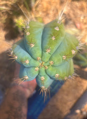 👑💎 Rimac — XXL 17” Melon Pup
